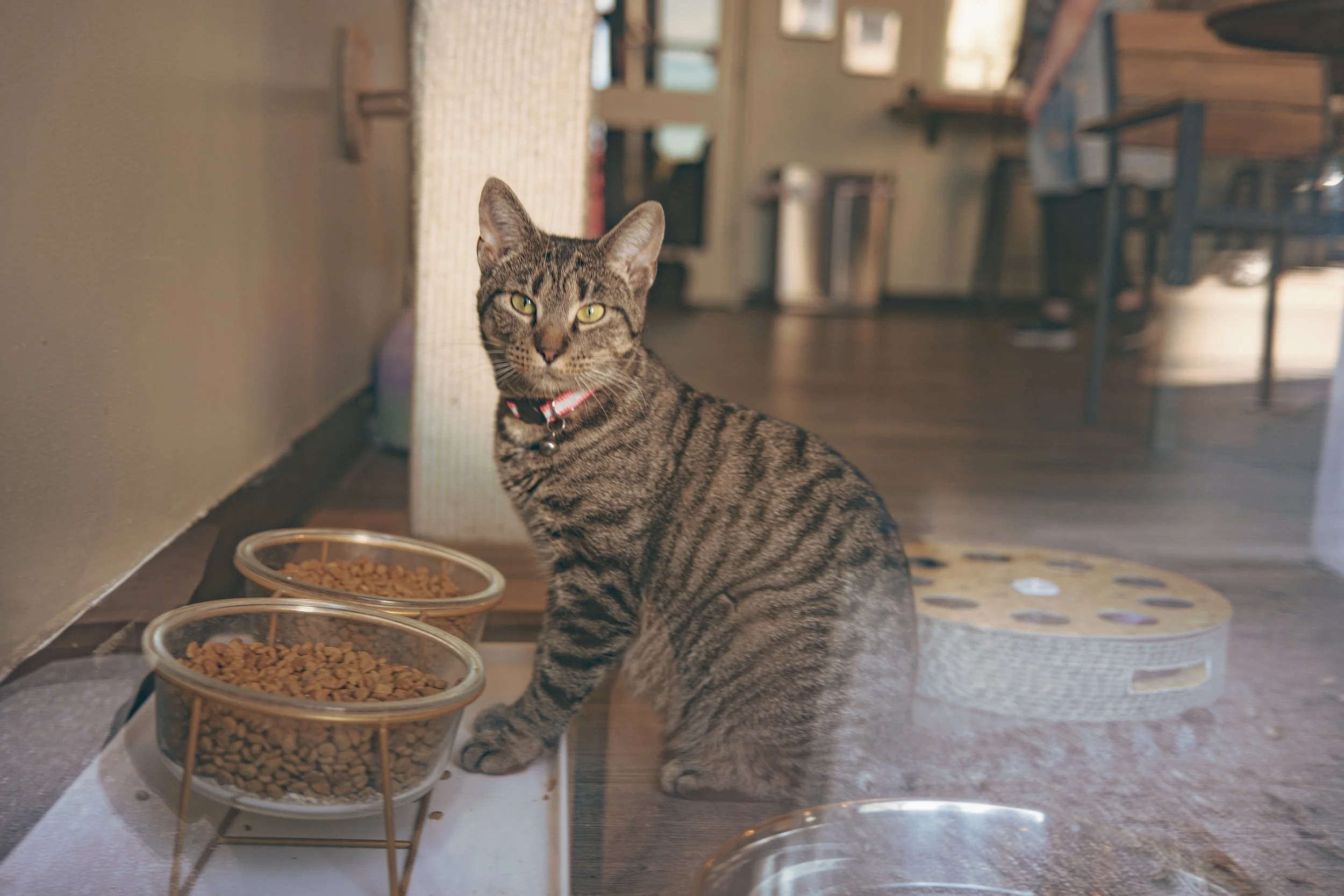 🐾 A Visit to the Grand Rapids Happy Cat Café