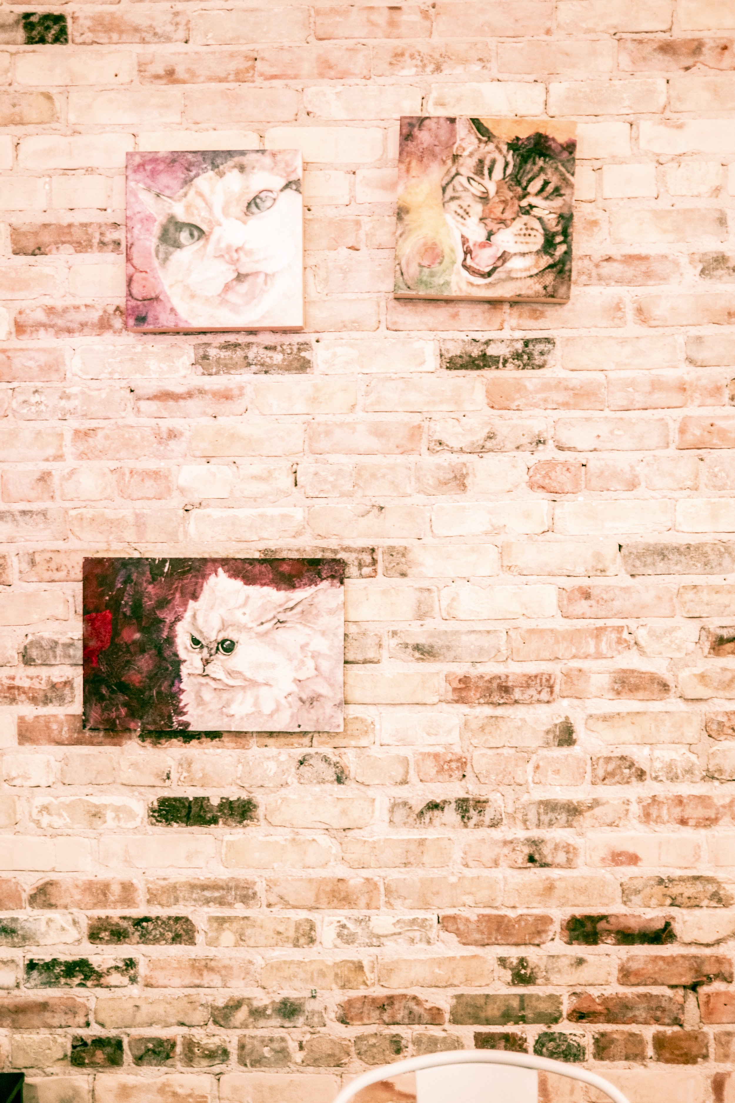 More cat Cafe-24.jpg