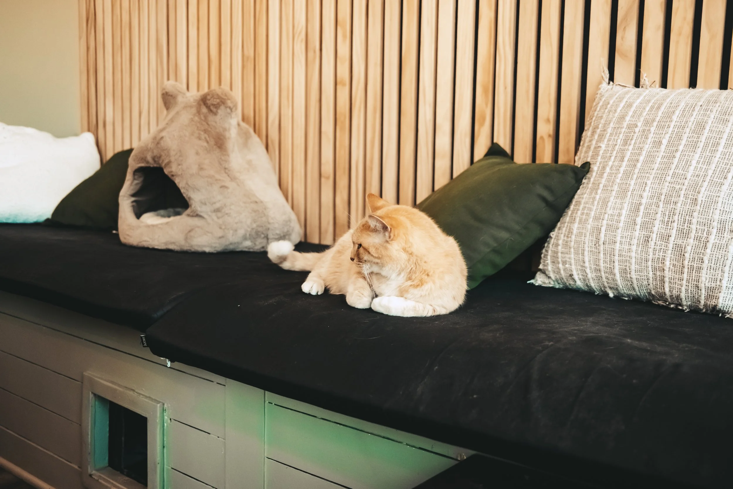 More cat Cafe-25.jpg