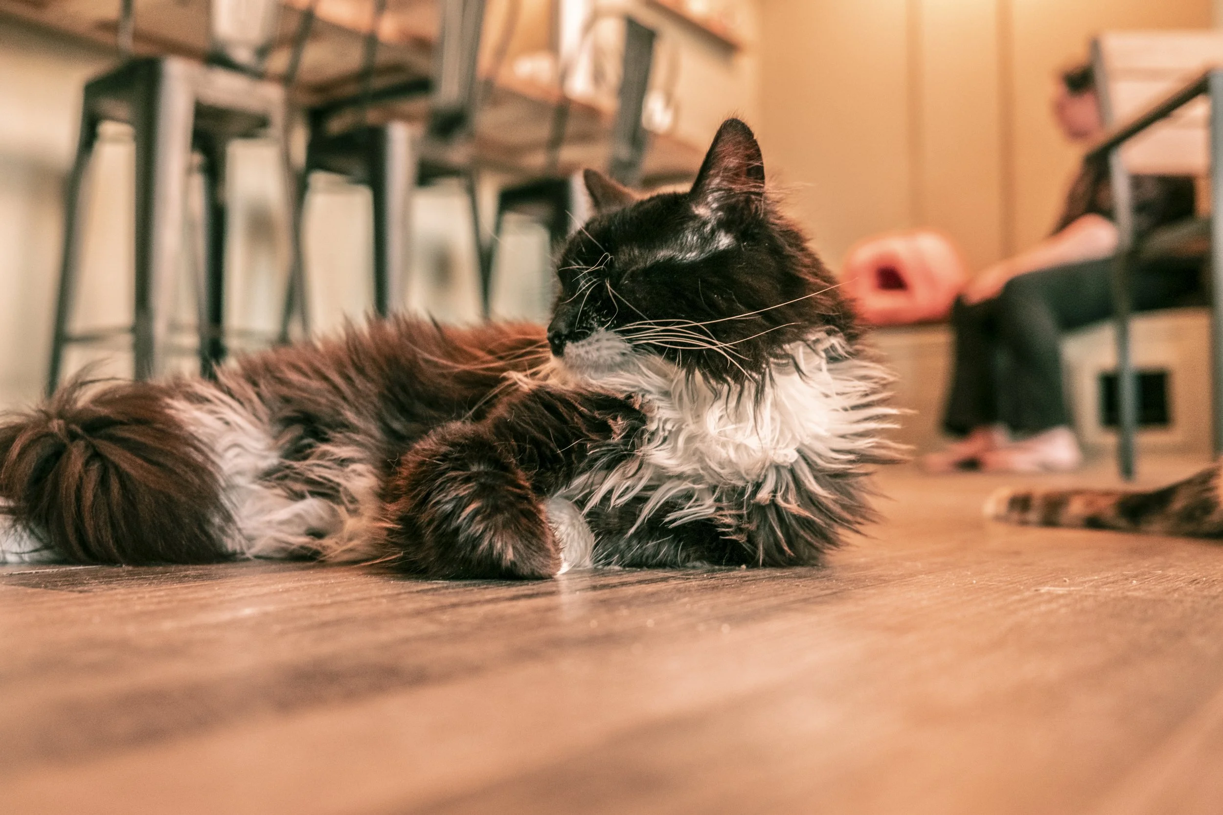 More cat Cafe-35.jpg