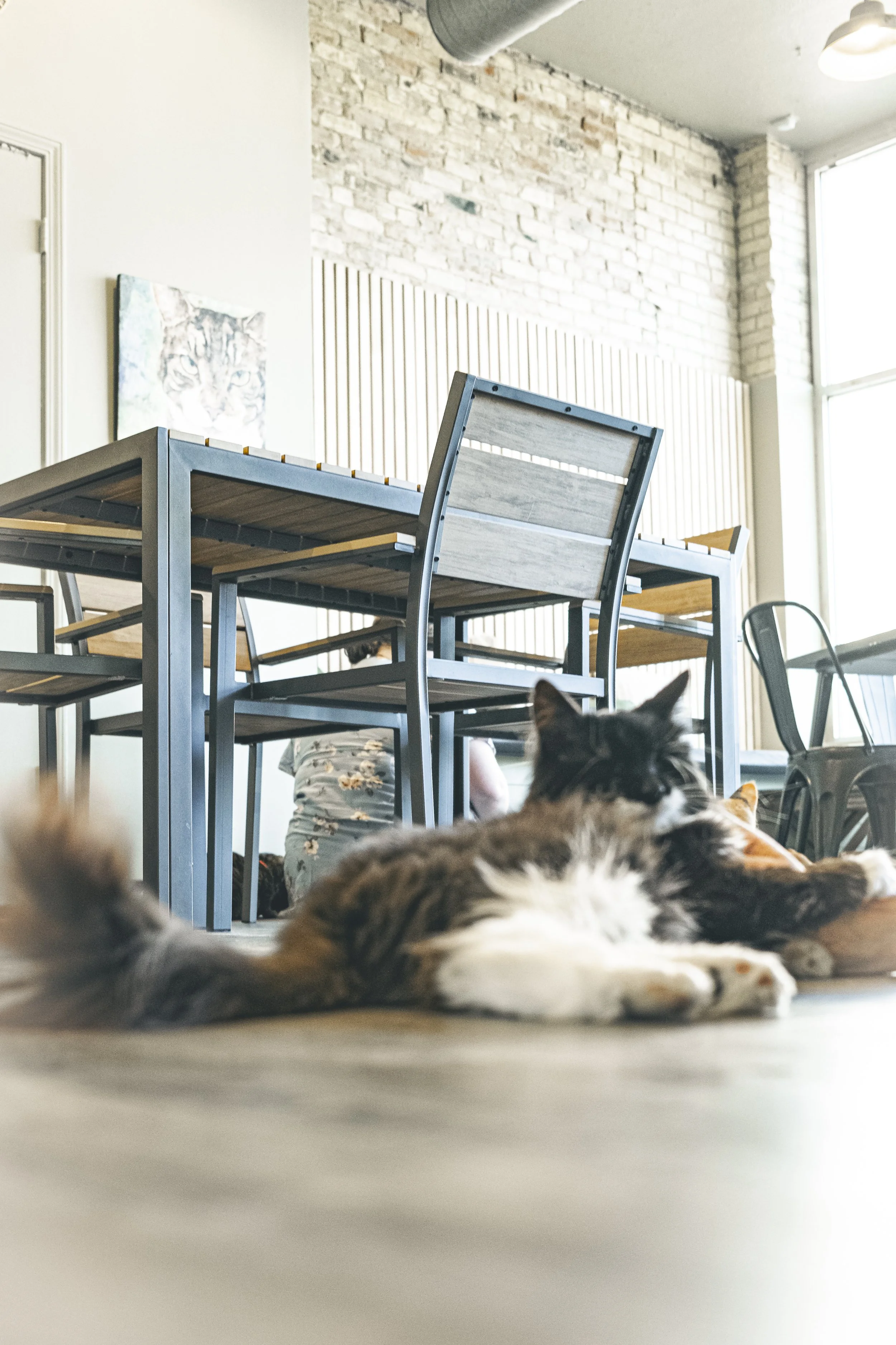 More cat Cafe-41.jpg