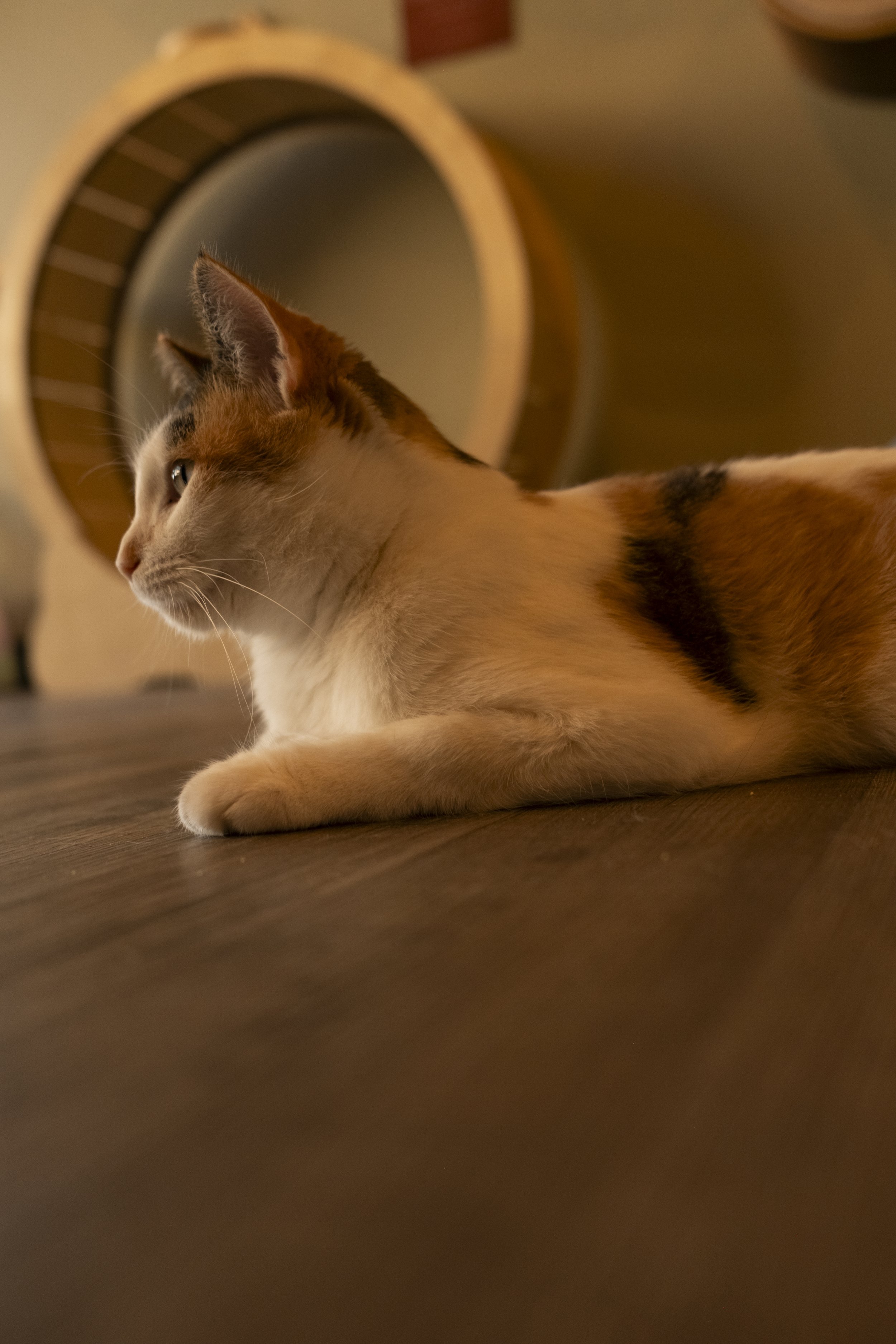 More cat Cafe-43.jpg