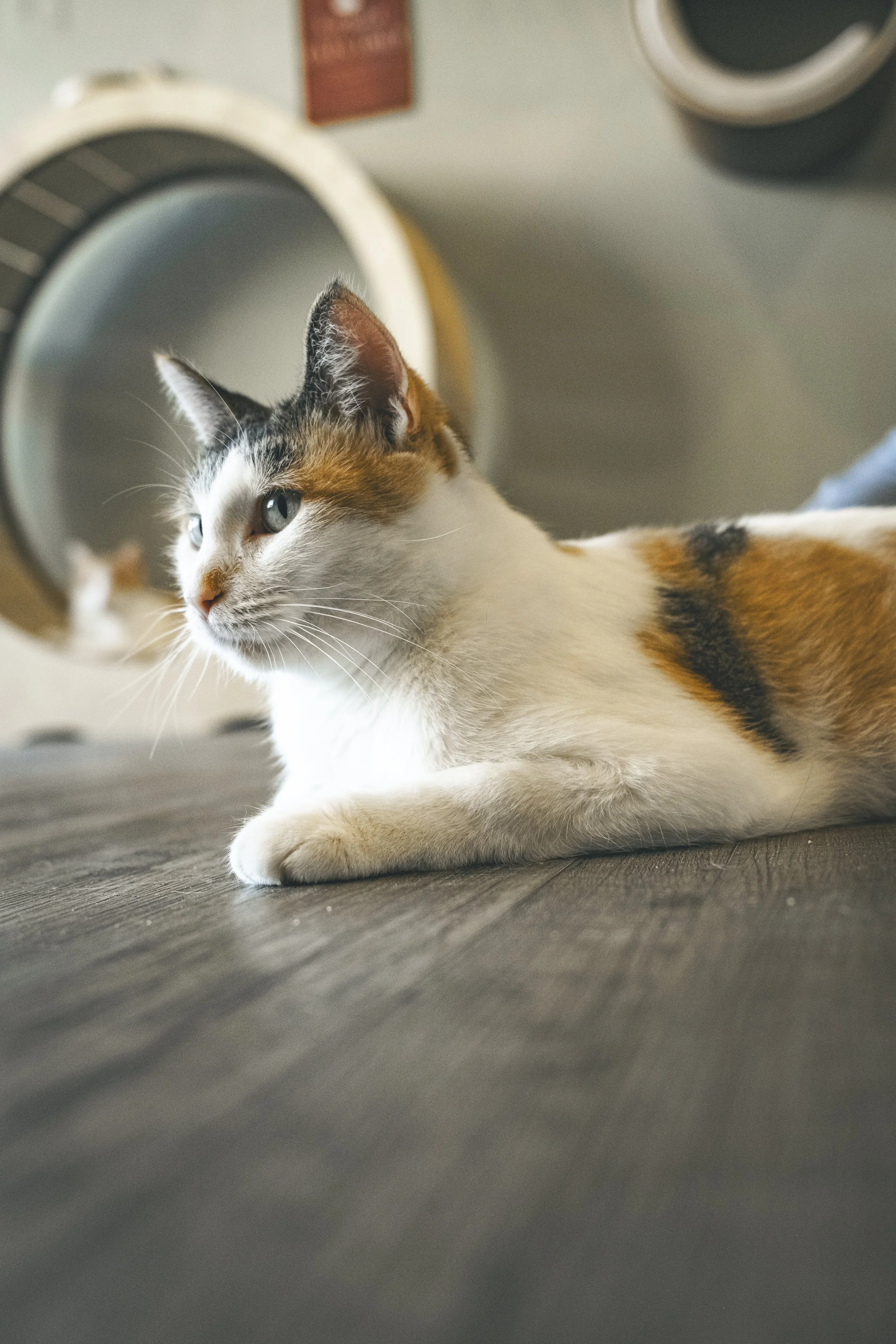 More cat Cafe-44.jpg