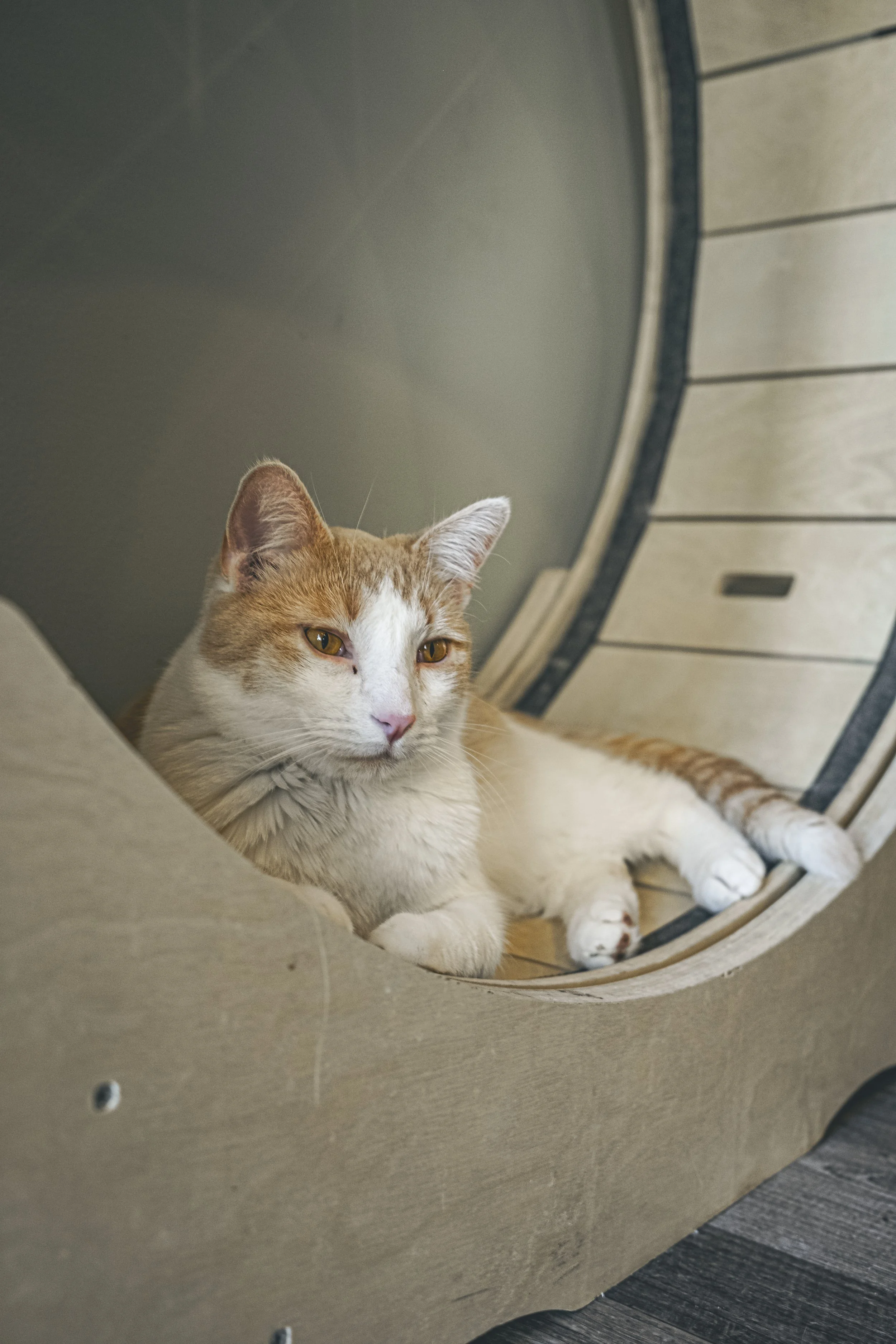 More cat Cafe-46.jpg