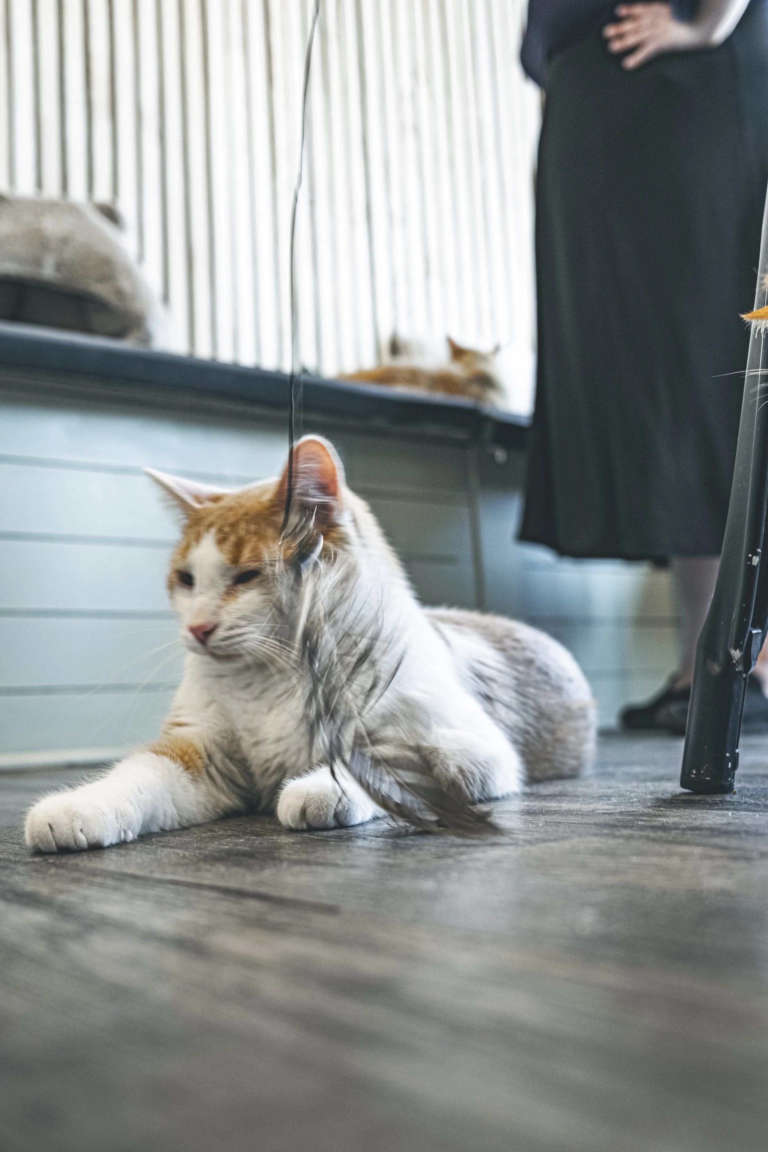 More cat Cafe-48.jpg