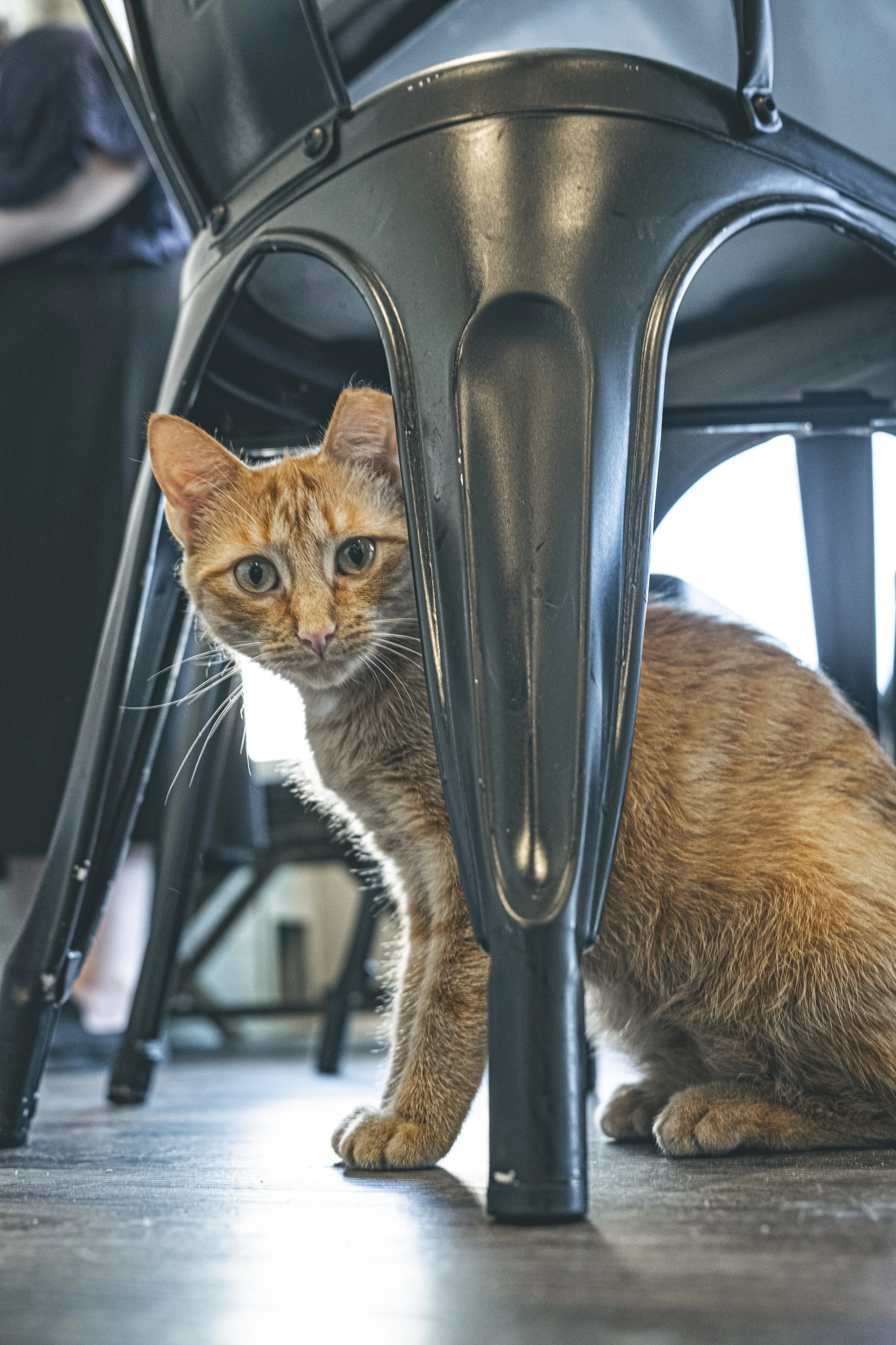 More cat Cafe-47.jpg