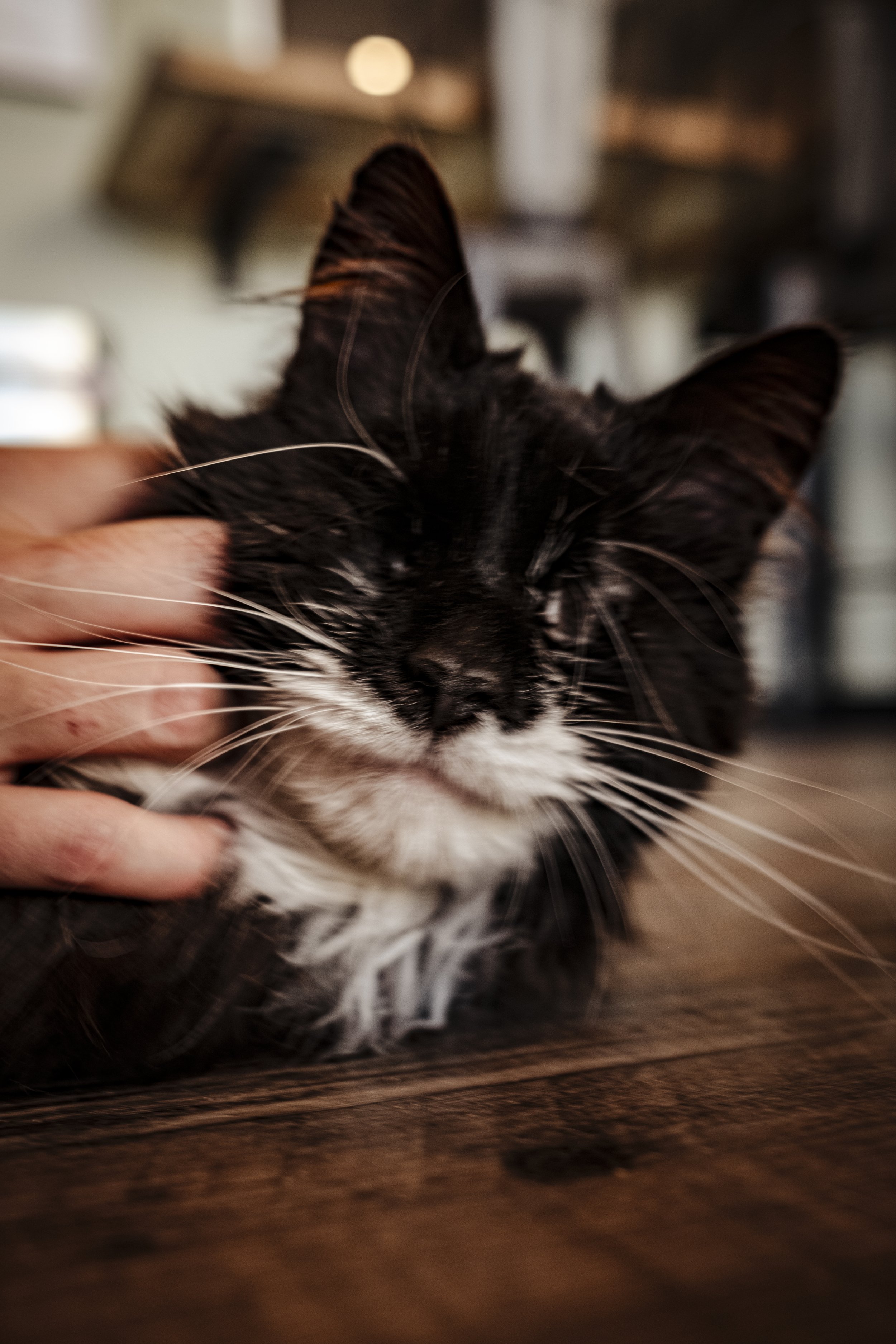 More cat Cafe-51.jpg