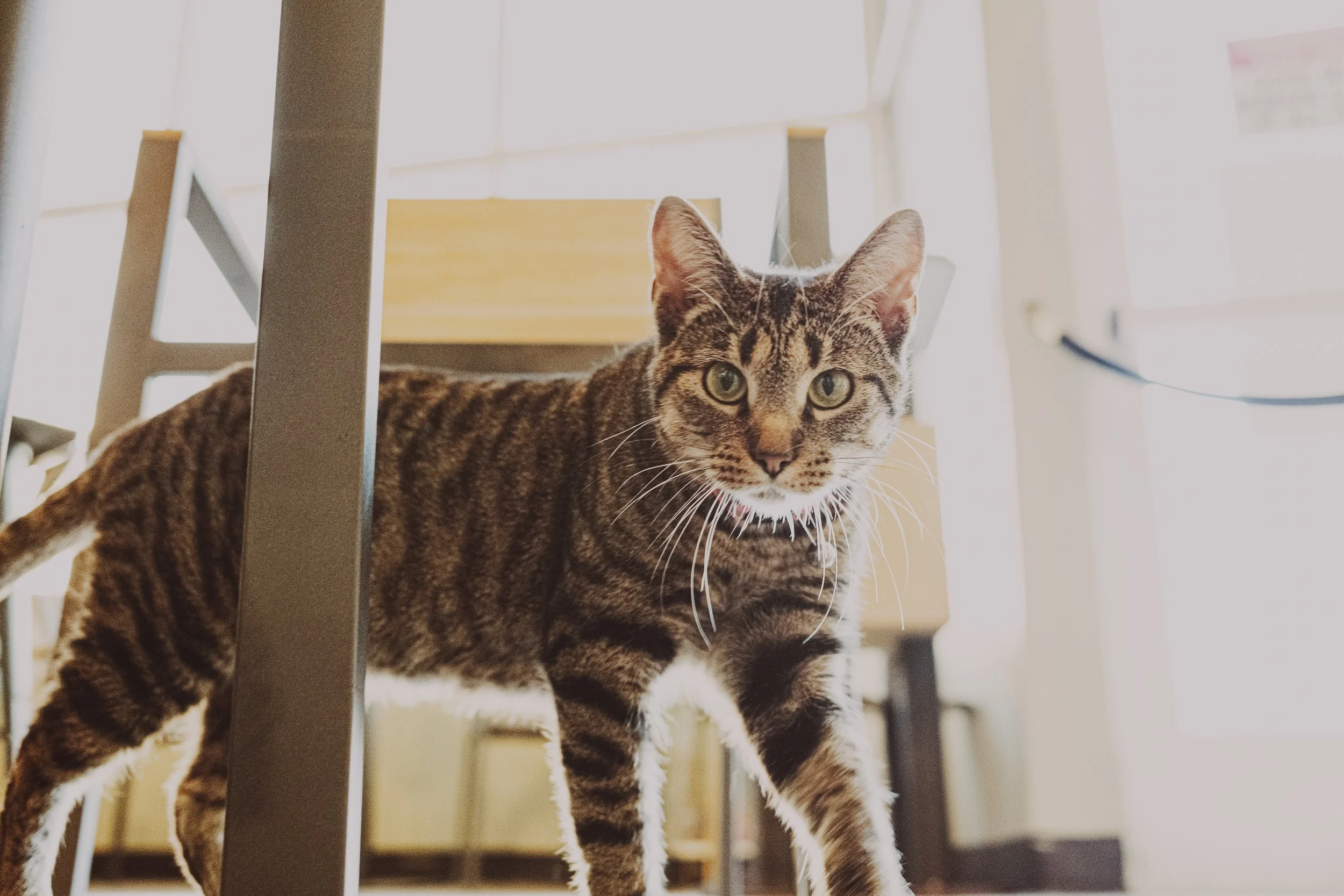 More cat Cafe-54.jpg