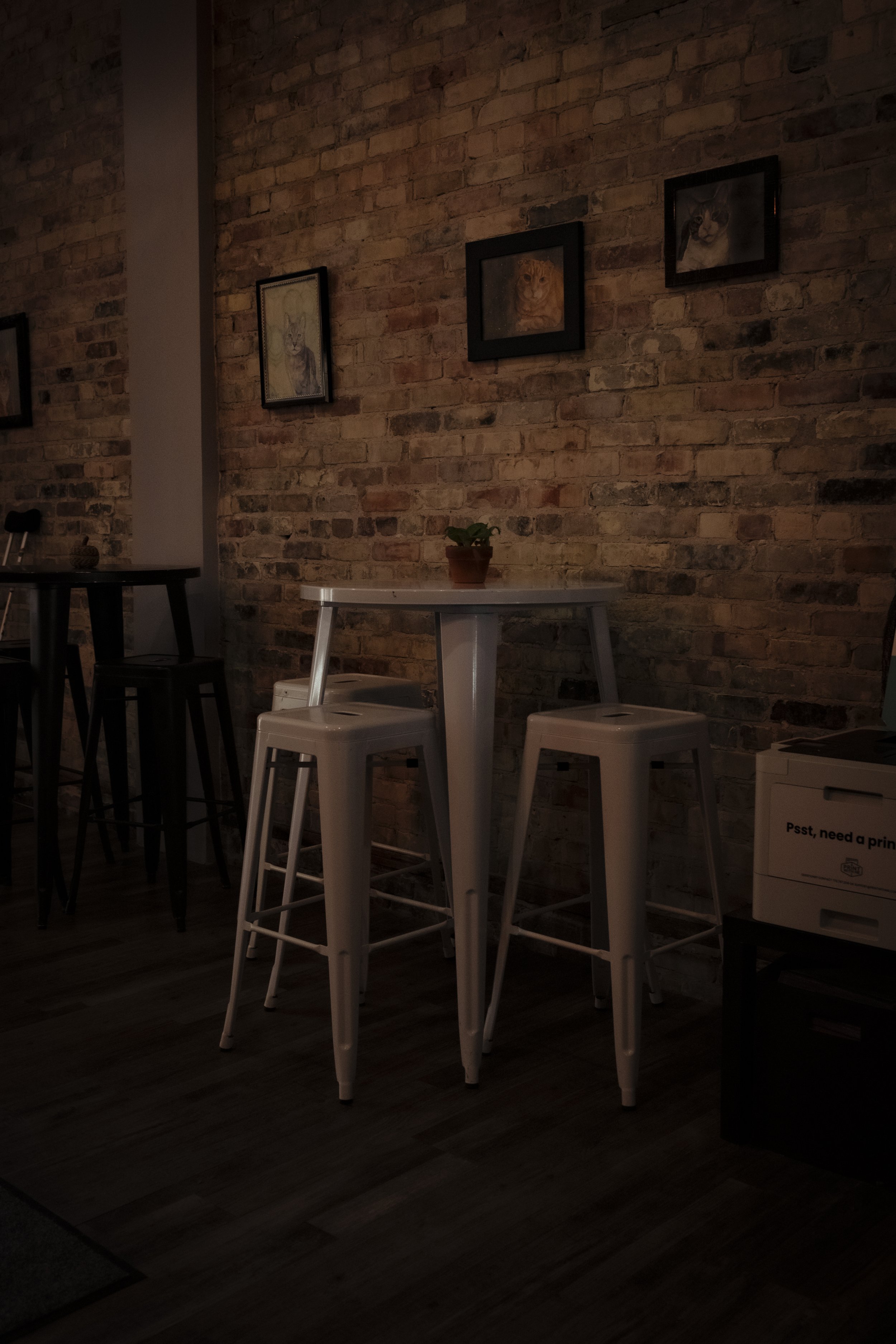 More cat Cafe-62.jpg