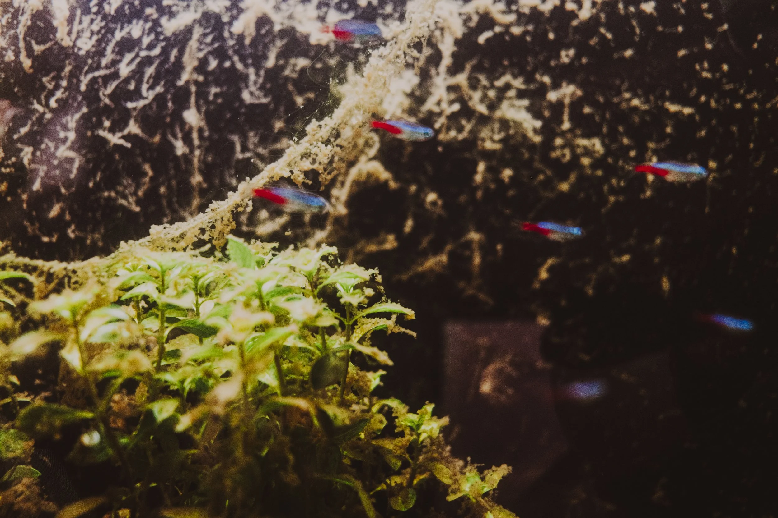 carso jpeg watercolor-2.jpg