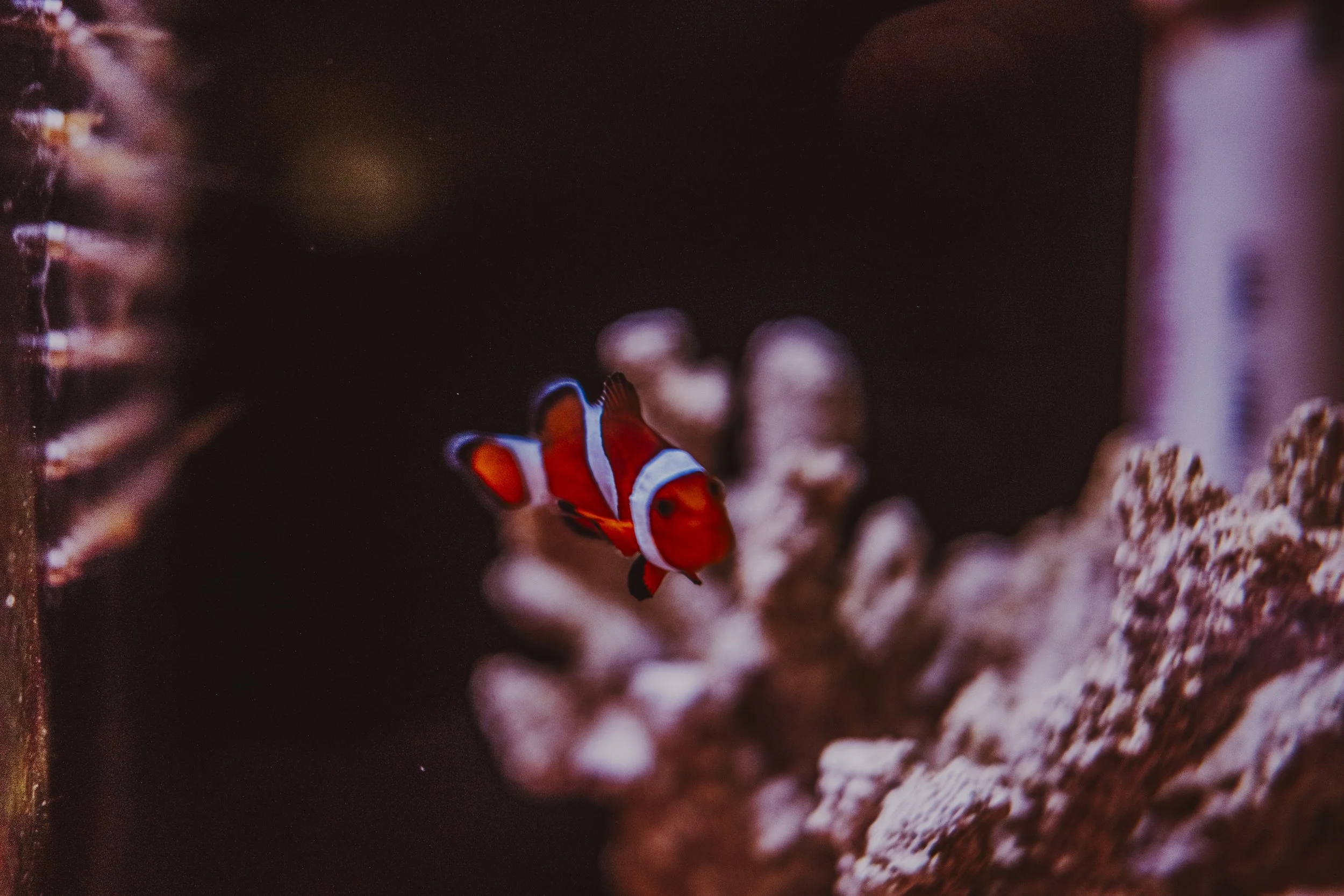 Water Color Fish - Grand Rapids Story by Many Lives