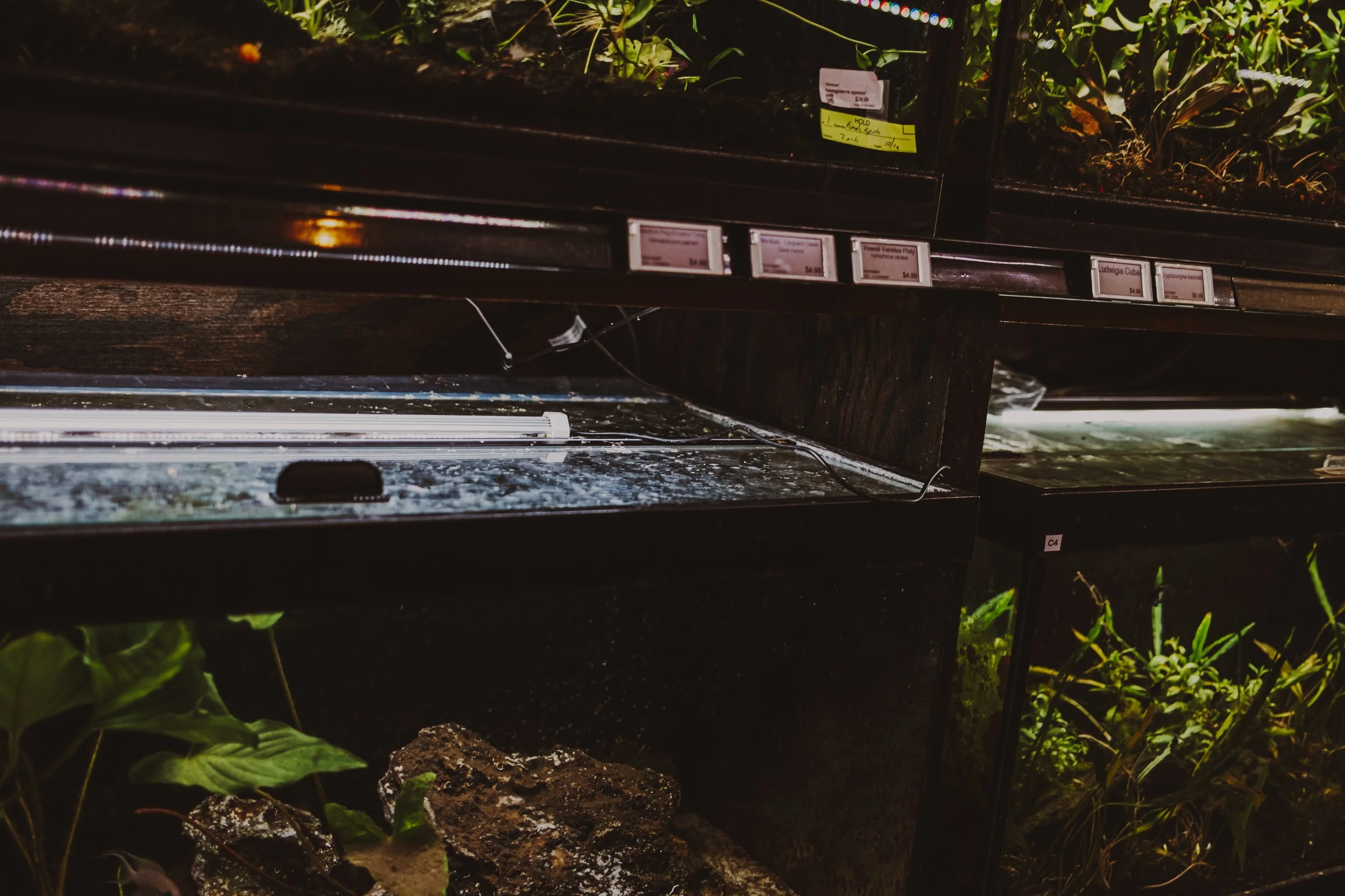 carso jpeg watercolor-19.jpg