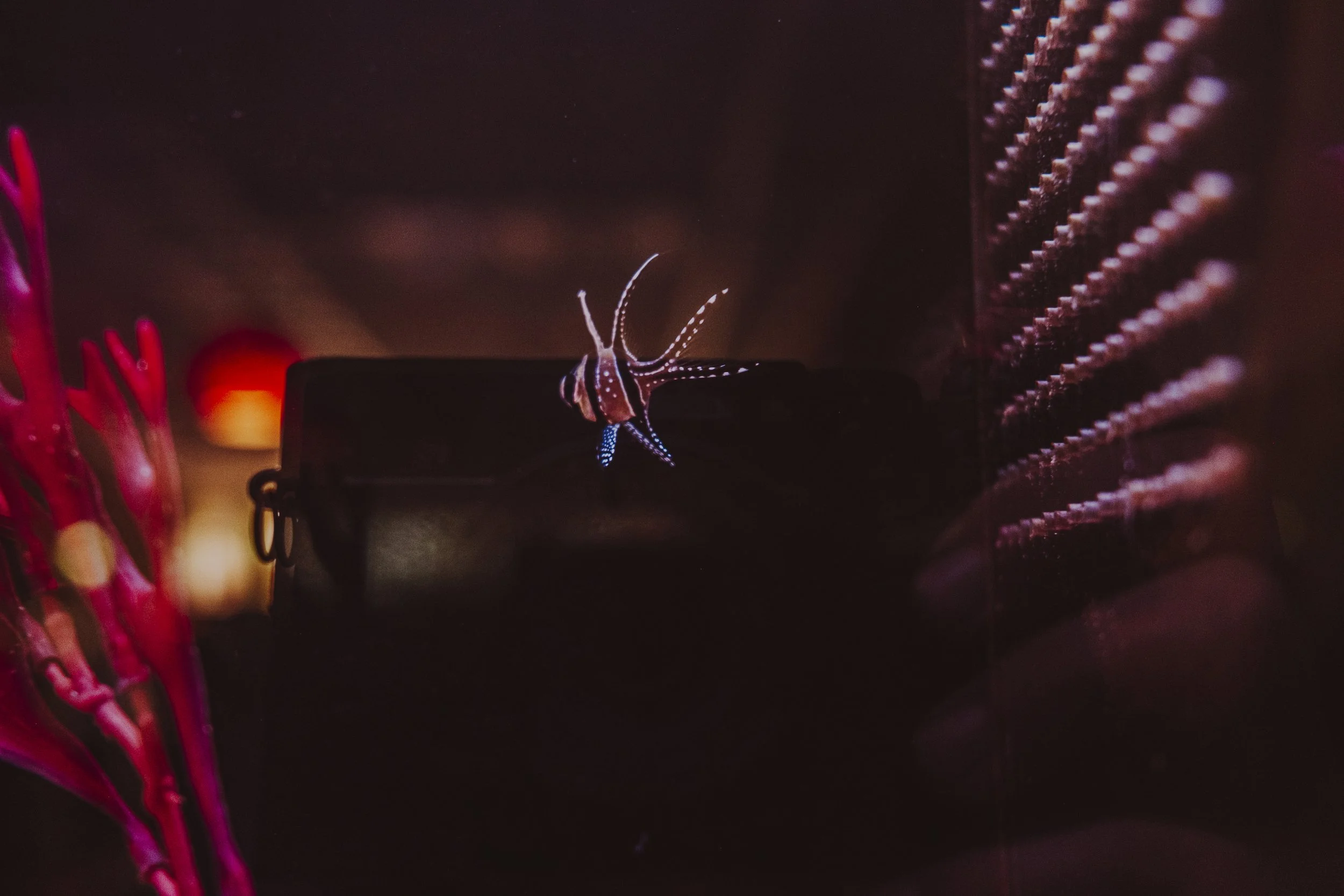 carso jpeg watercolor-23.jpg