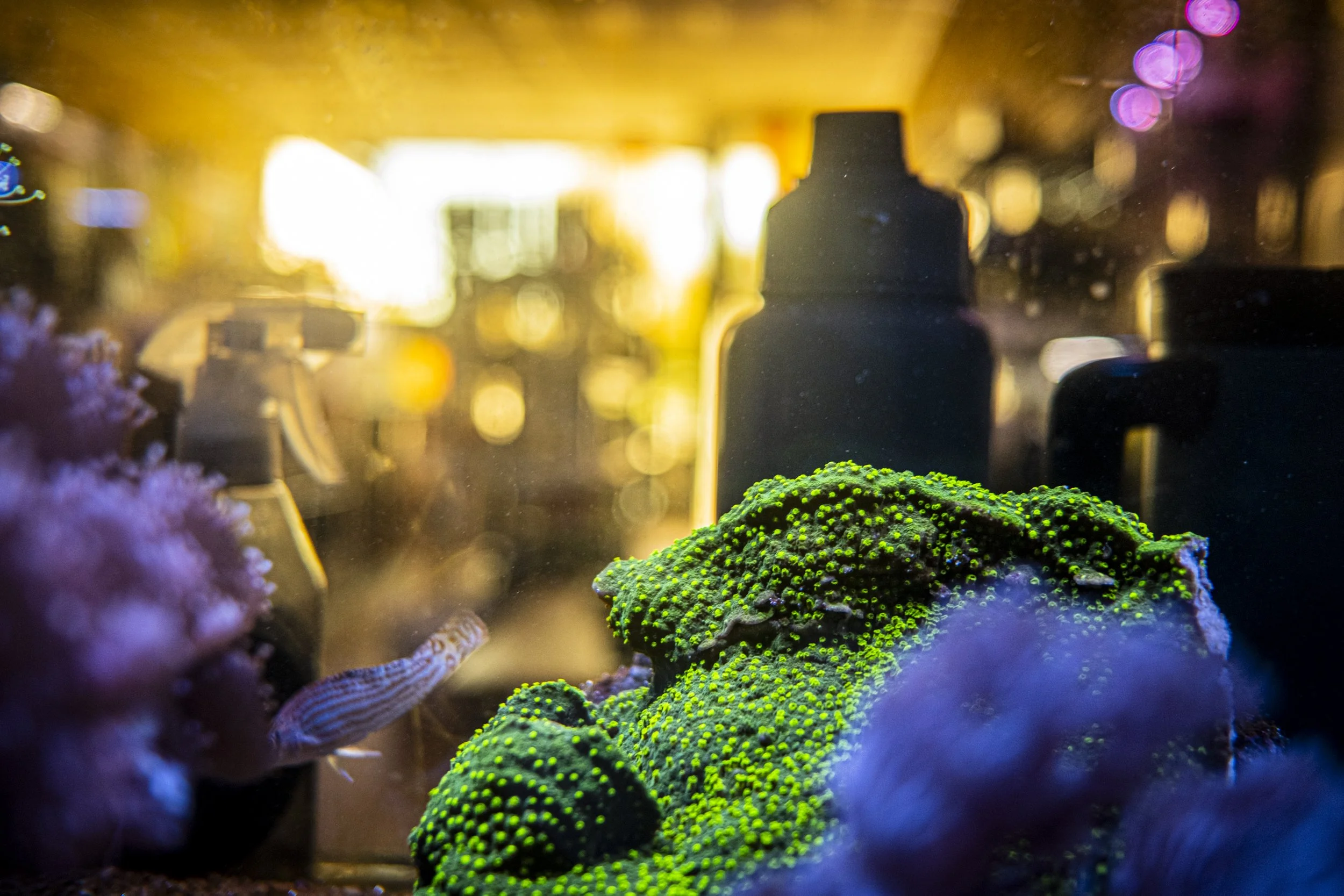 carso jpeg watercolor-31.jpg