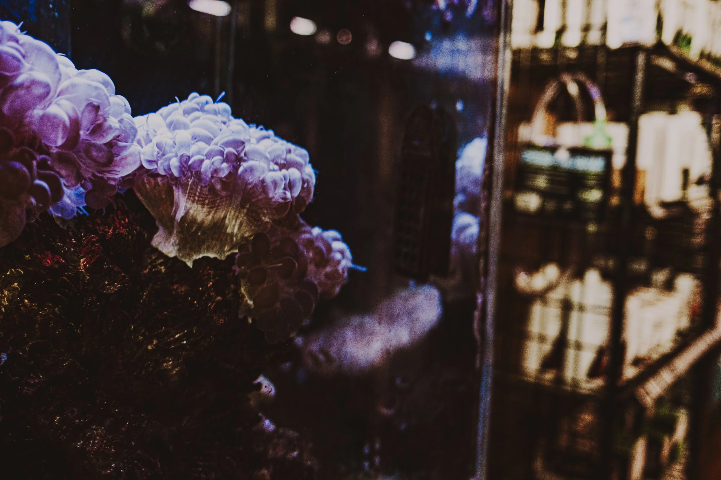 carso jpeg watercolor-53.jpg