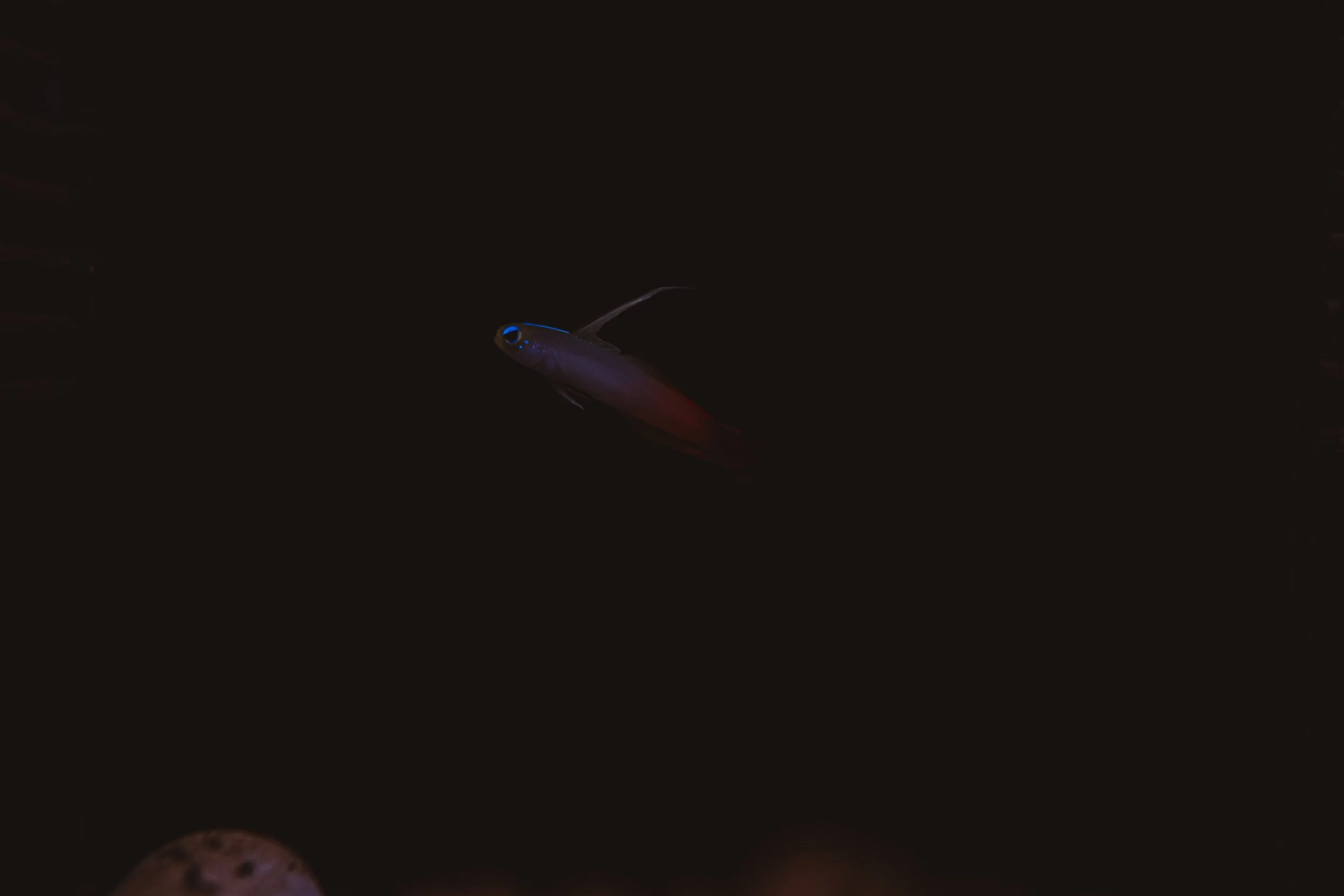 carso jpeg watercolor-5.jpg