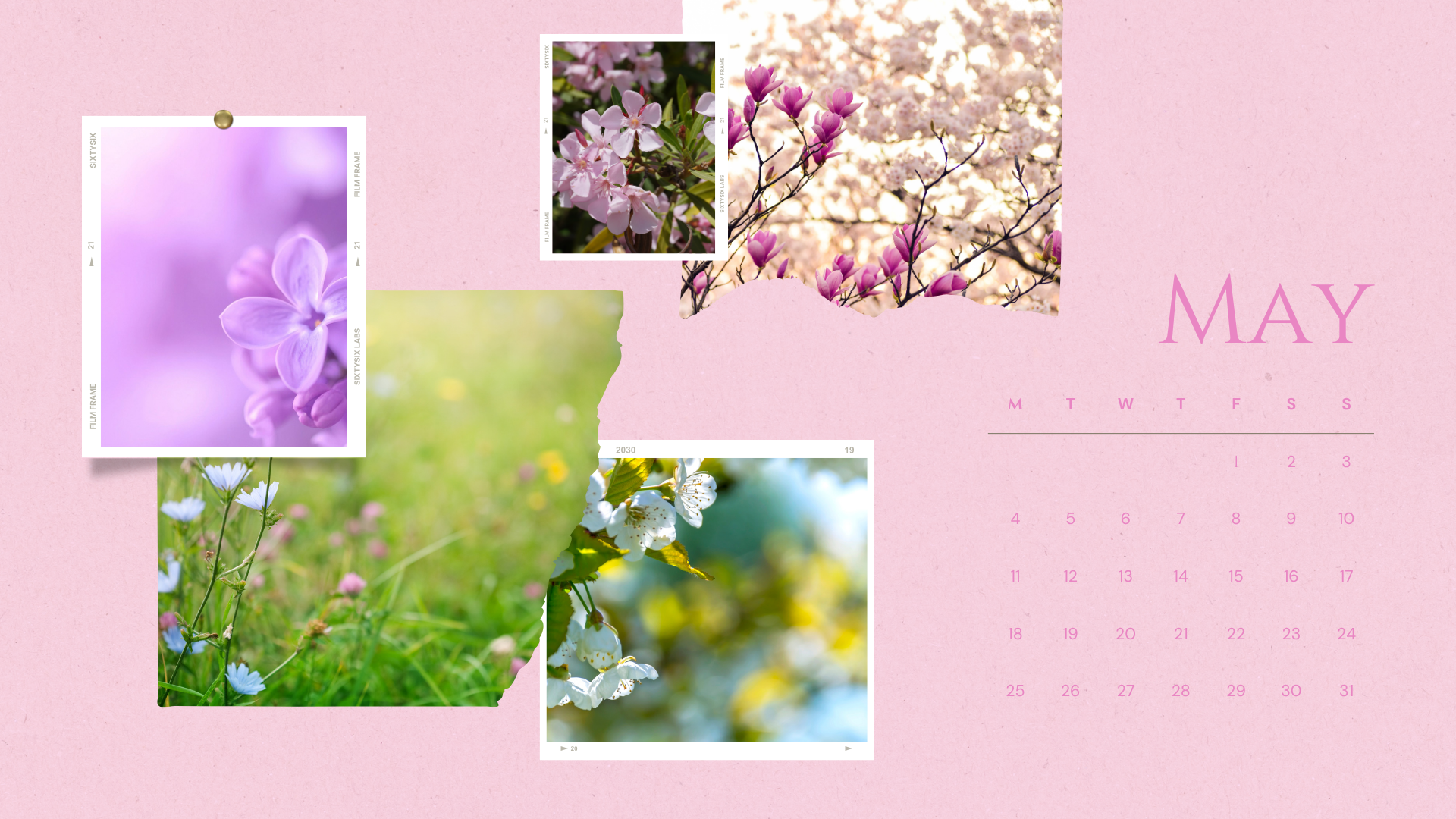 Calendar page for May with pink background and images of blooming flowers, including cherry blossoms, lilacs, and daisies.