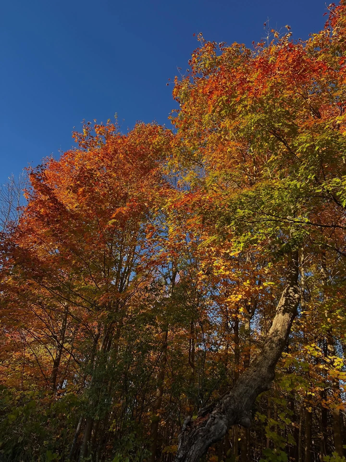 It&rsquo;s beginning to look a lot like fall 🍂🍂🍂 #fallvibes🍁