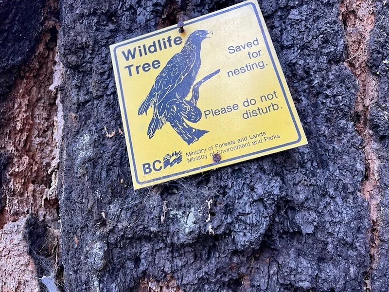 A yellow sign attached to a tree with a bird illustration, warning to save wildlife trees for nesting and asking not to disturb the nest. The sign is from the Ministry of Forests and Lands.