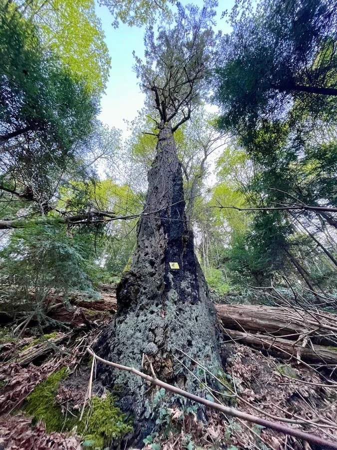 A large, charred tree trunk in a forest with green trees and foliage around.