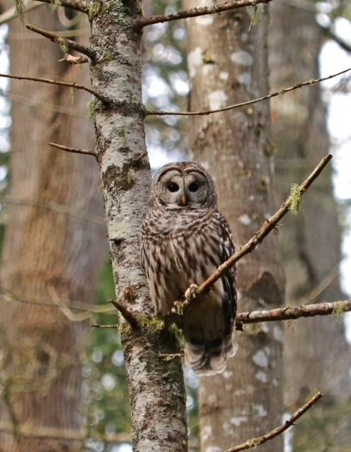 An owl perched on a tree branch in a forest, with trunks and branches visible in the background.