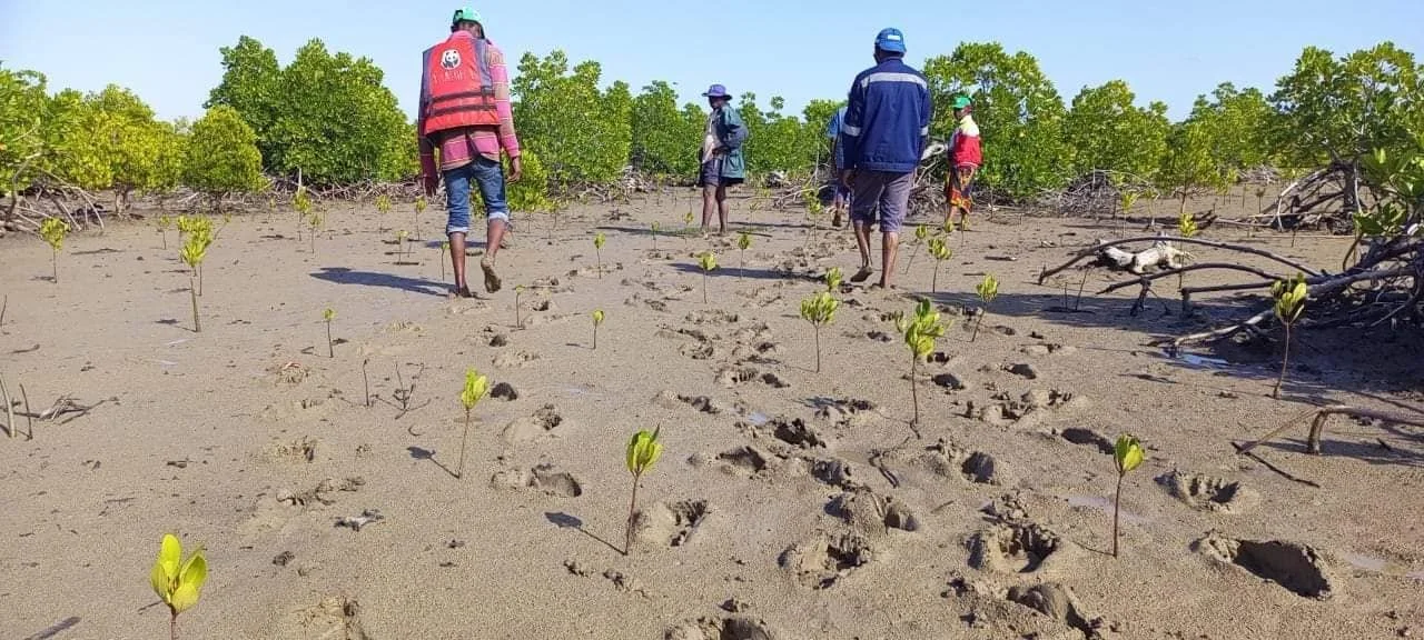 Group of people walking through a mangrove forest on a sandy path, with green trees in the background.