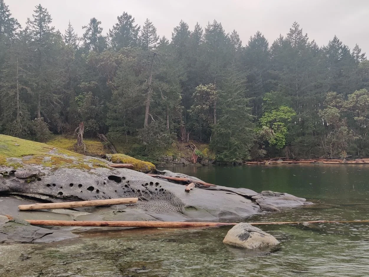 A large flat rock on the shoreline with moss and logs, next to a body of water, surrounded by dense evergreen trees.