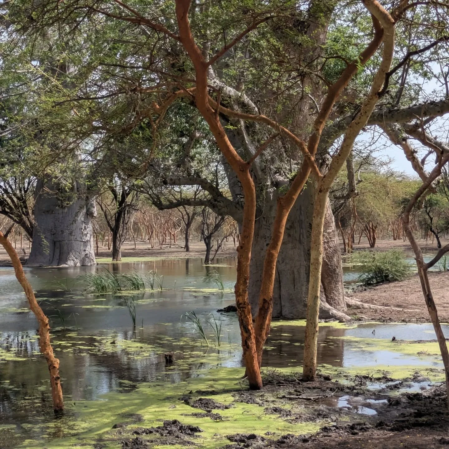 A wetland scene with trees, water, and some green algae or moss on the surface, in a natural environment.