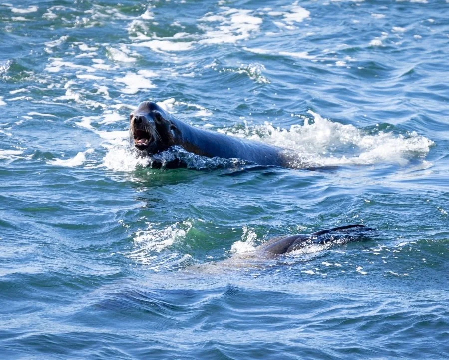A seal emerging from the water with its mouth open, showing teeth