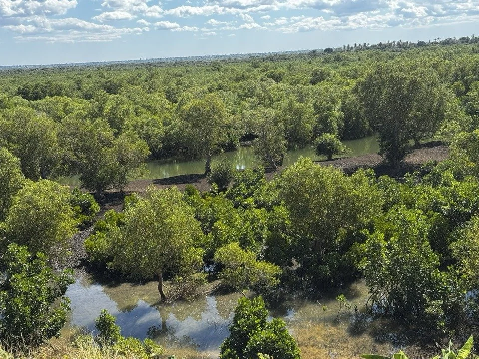 A lush green wetland with water and trees under a partly cloudy sky.