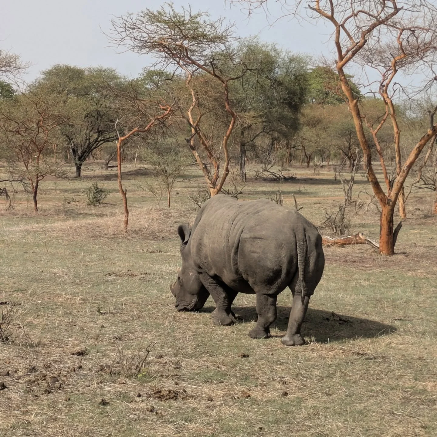 A baby rhinoceros grazing in a dry savannah landscape with sparse trees and a cloudy sky in the background.