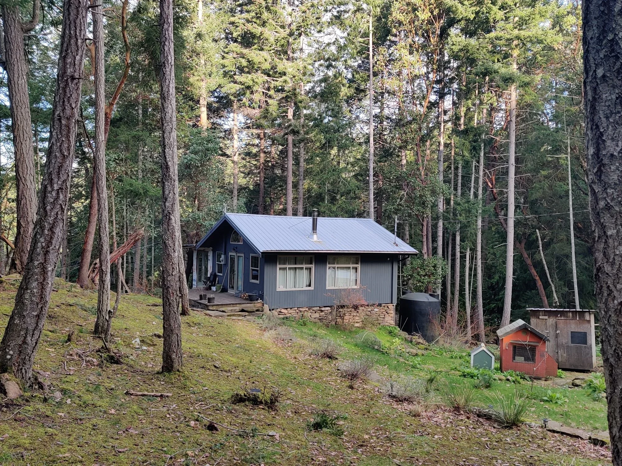 A blue house surrounded by tall trees with a metal roof, situated on a mossy, grassy slope.