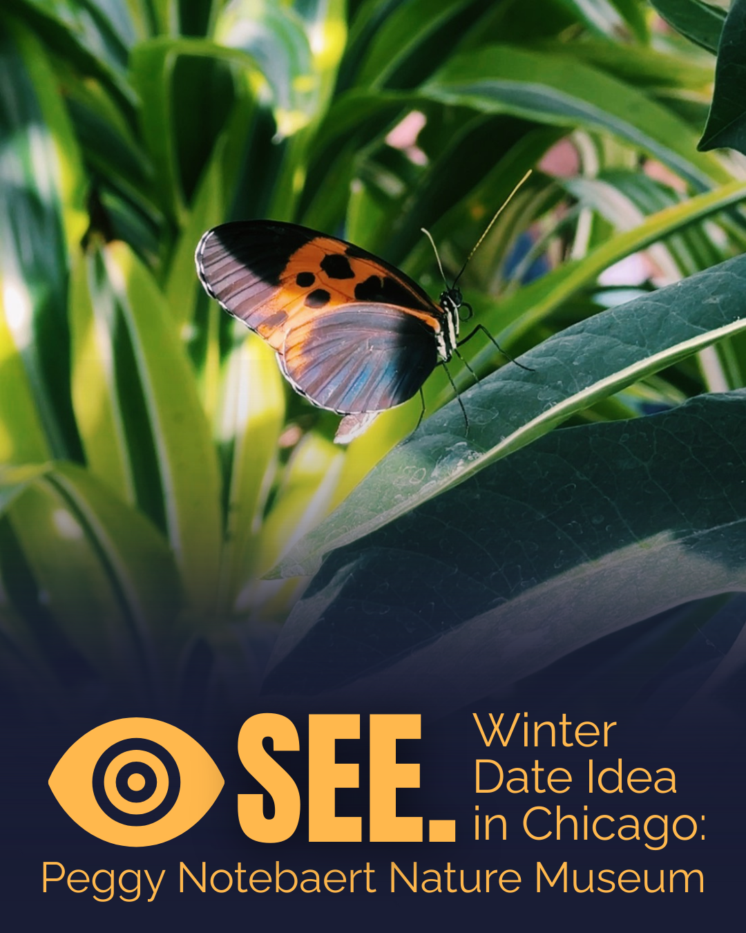 Chasing Warmth in Winter (Lincoln park, Chicago)