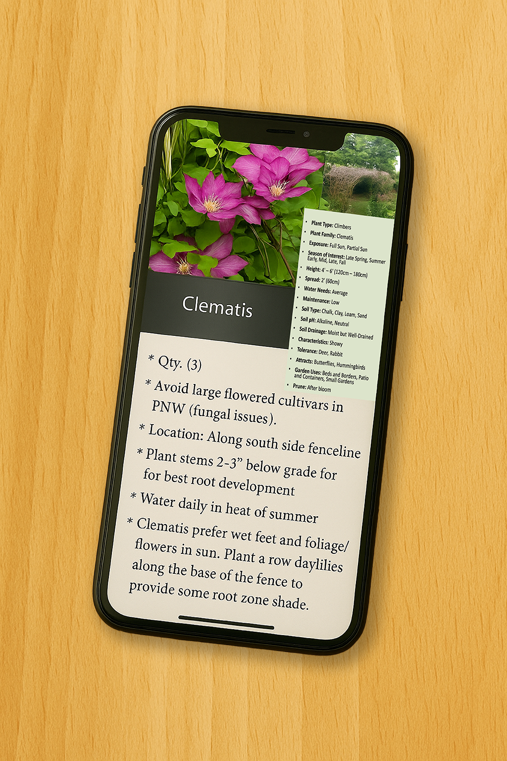 Smartphone displaying a plant identifier and care instructions for Clematis, with a photo of pink clematis flowers at the top.
