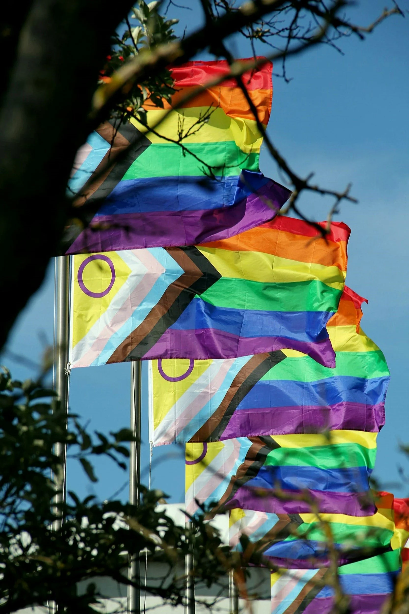 Multiple rainbow-colored pride flags flying on flagpoles against a clear blue sky, partially obscured by tree branches.