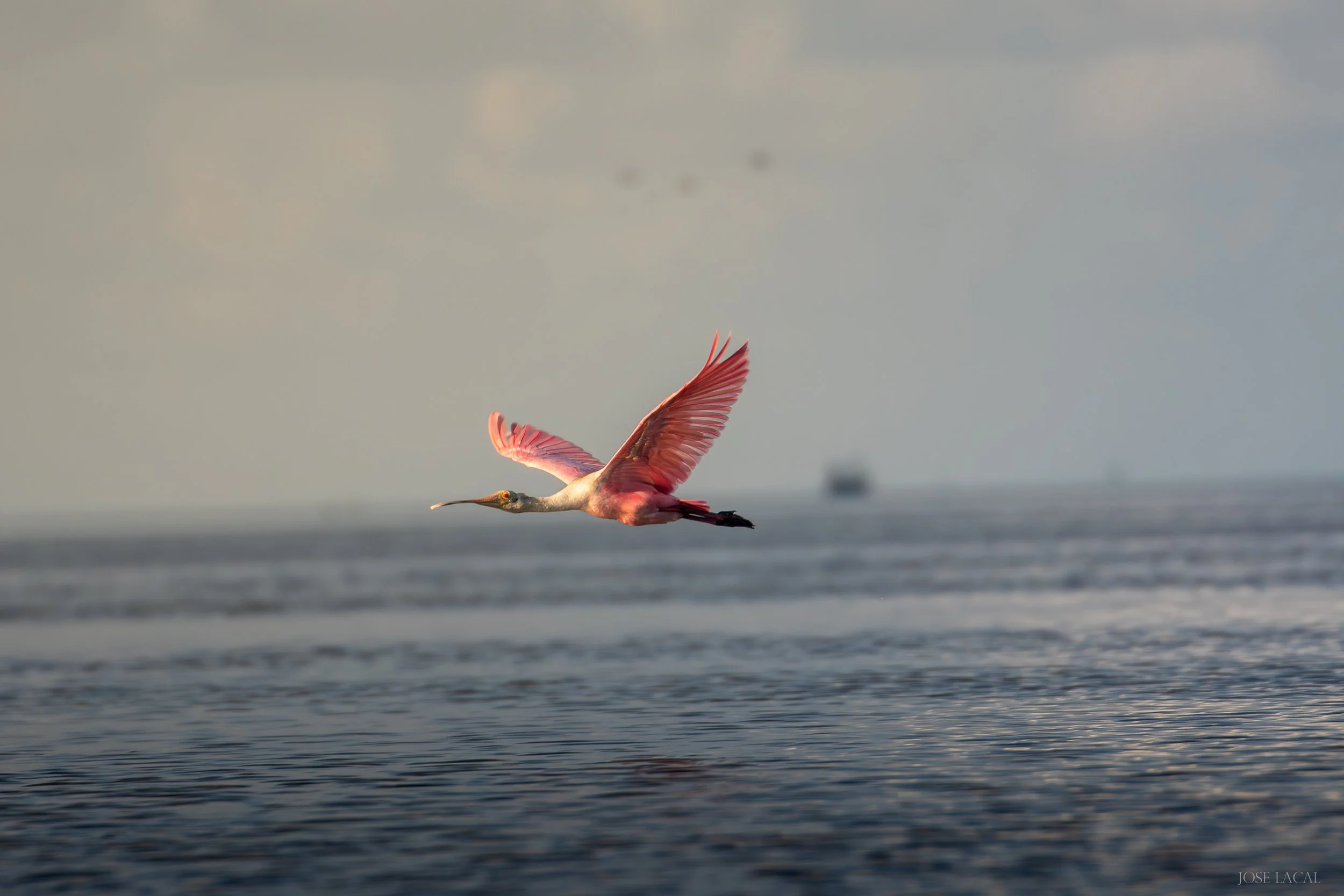 Sunrise Spoonbill
