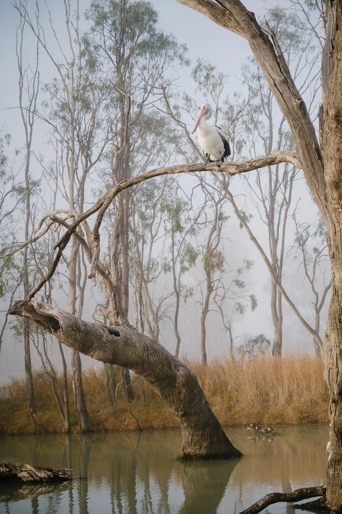 Wine Enthusiast Mag / Riverland