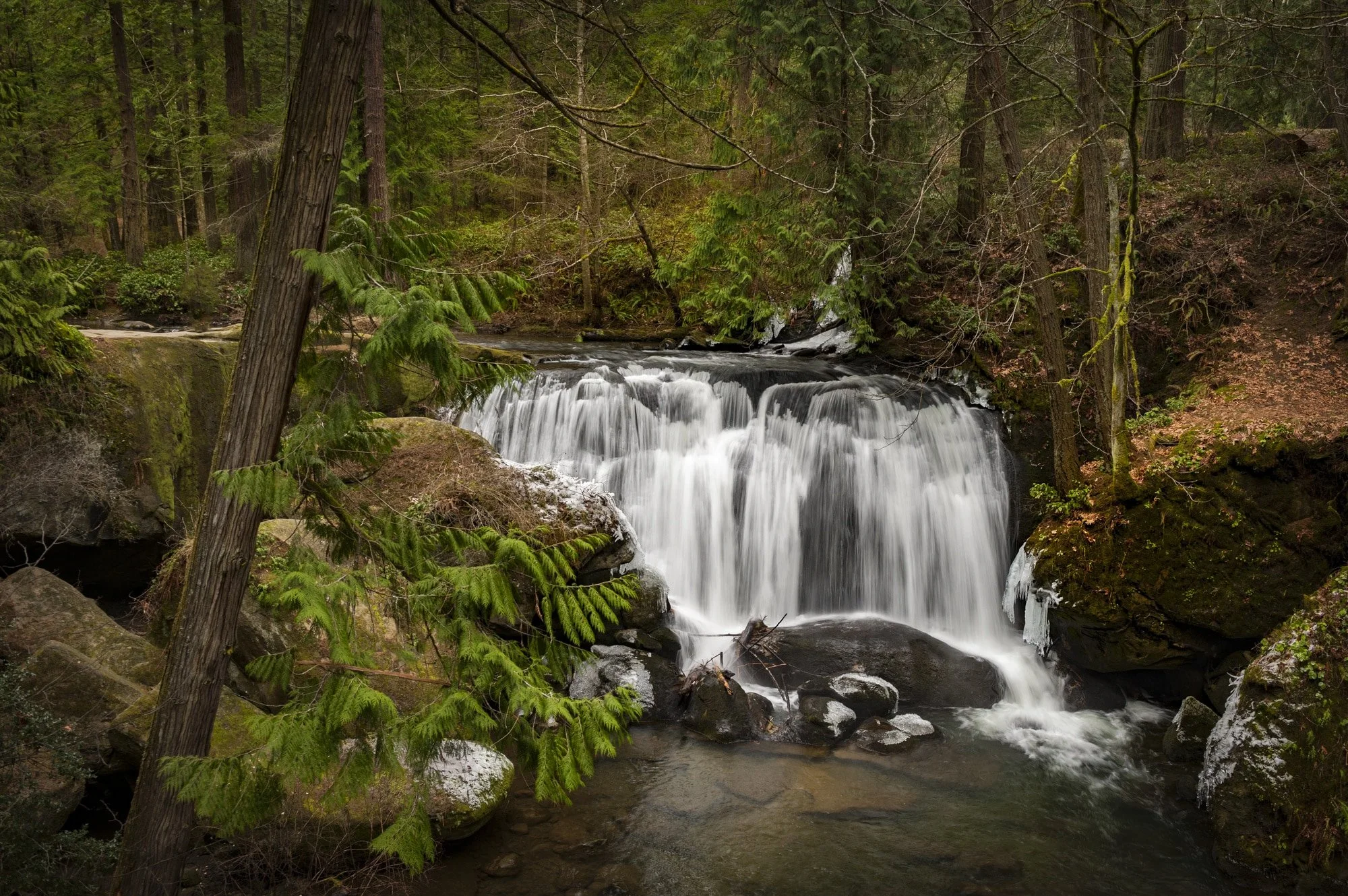 A small waterfall flowing over rocks in a forest surrounded by tall trees and green foliage.