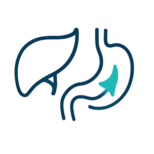 Gallbladder Surgery Icon. Diagram of human digestive system highlighting the liver, stomach, and arrow indicating digestion process.