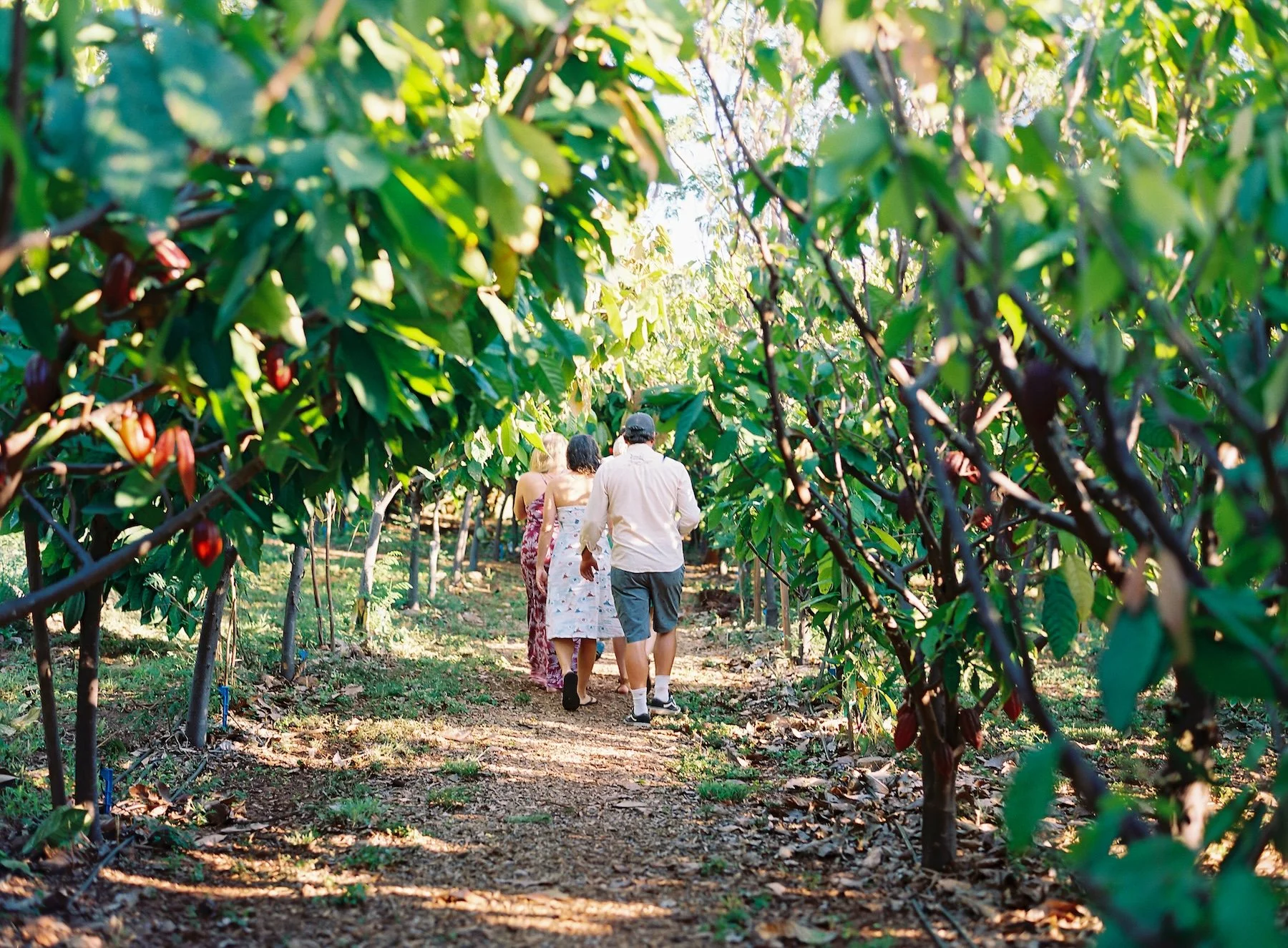 Three people walking through a lush green farm or orchard, seen from behind, with rows of trees and sunlight filtering through.