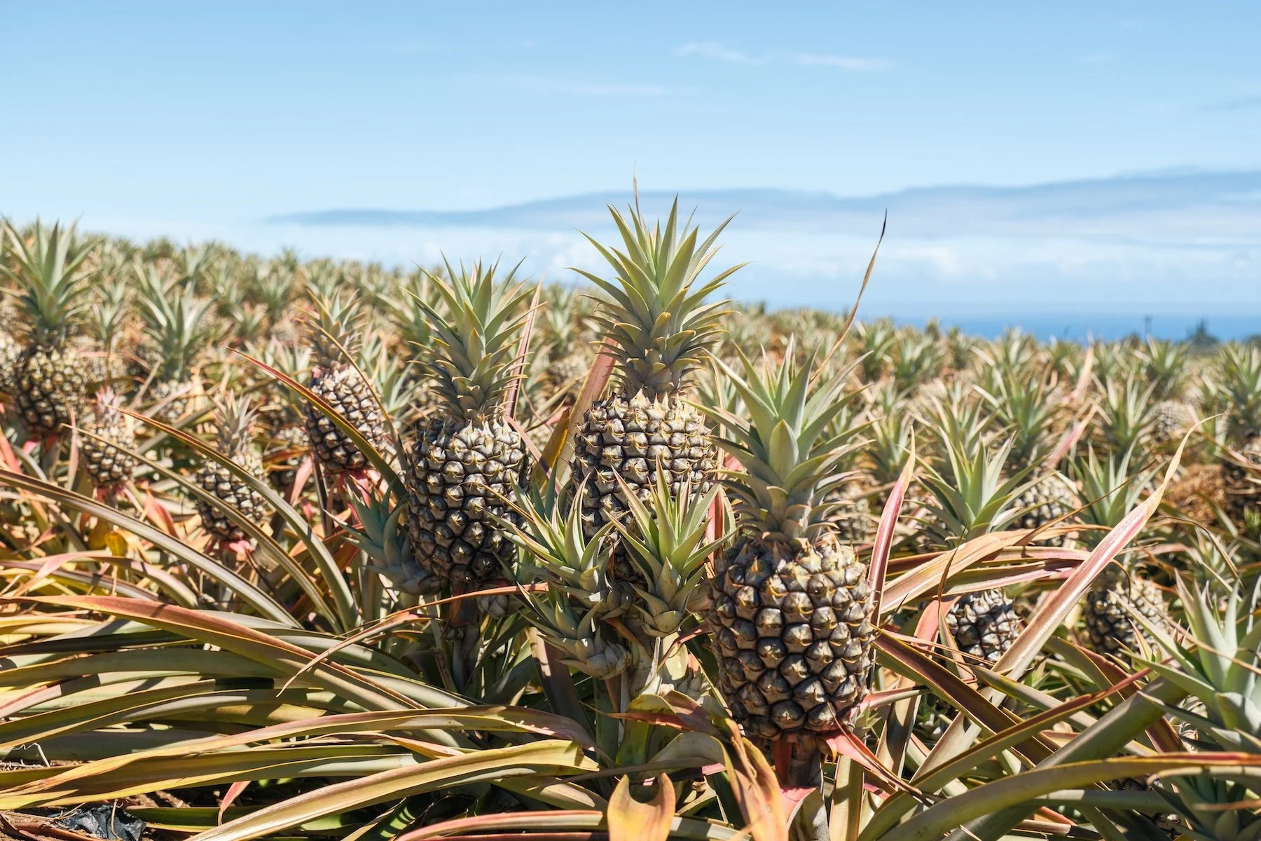A field of ripe pineapples growing under a blue sky with some clouds on the horizon.