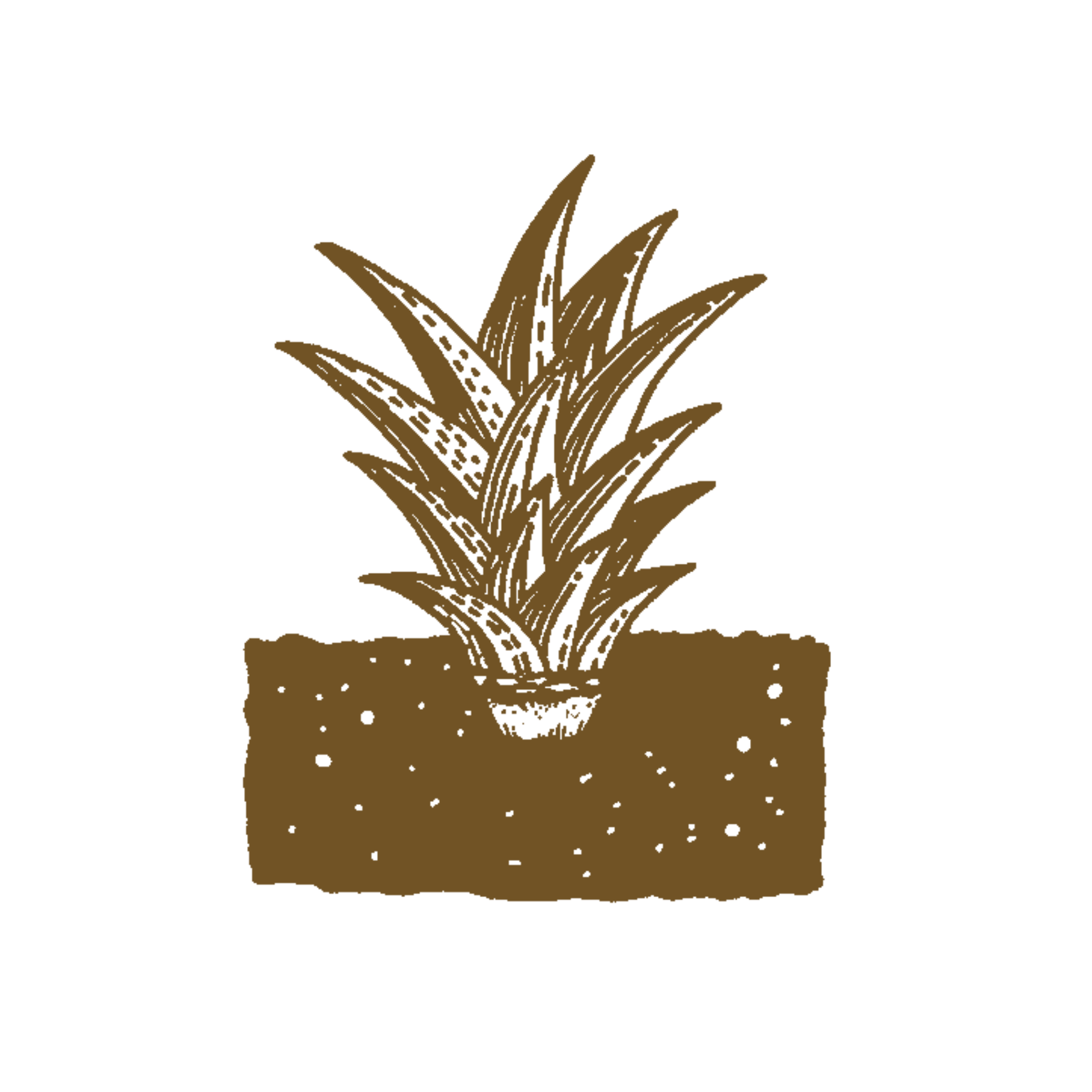 A brown potted plant with long pointed leaves and spots, set against a plain dark background.
