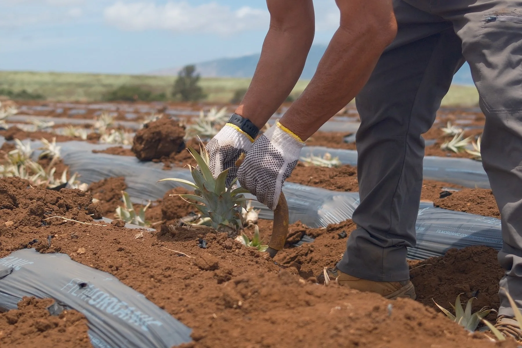 A person working in a field planting or harvesting a pineapple using a small shovel, wearing gloves and gray pants. The field has rows of plants and a cloudy sky in the background.