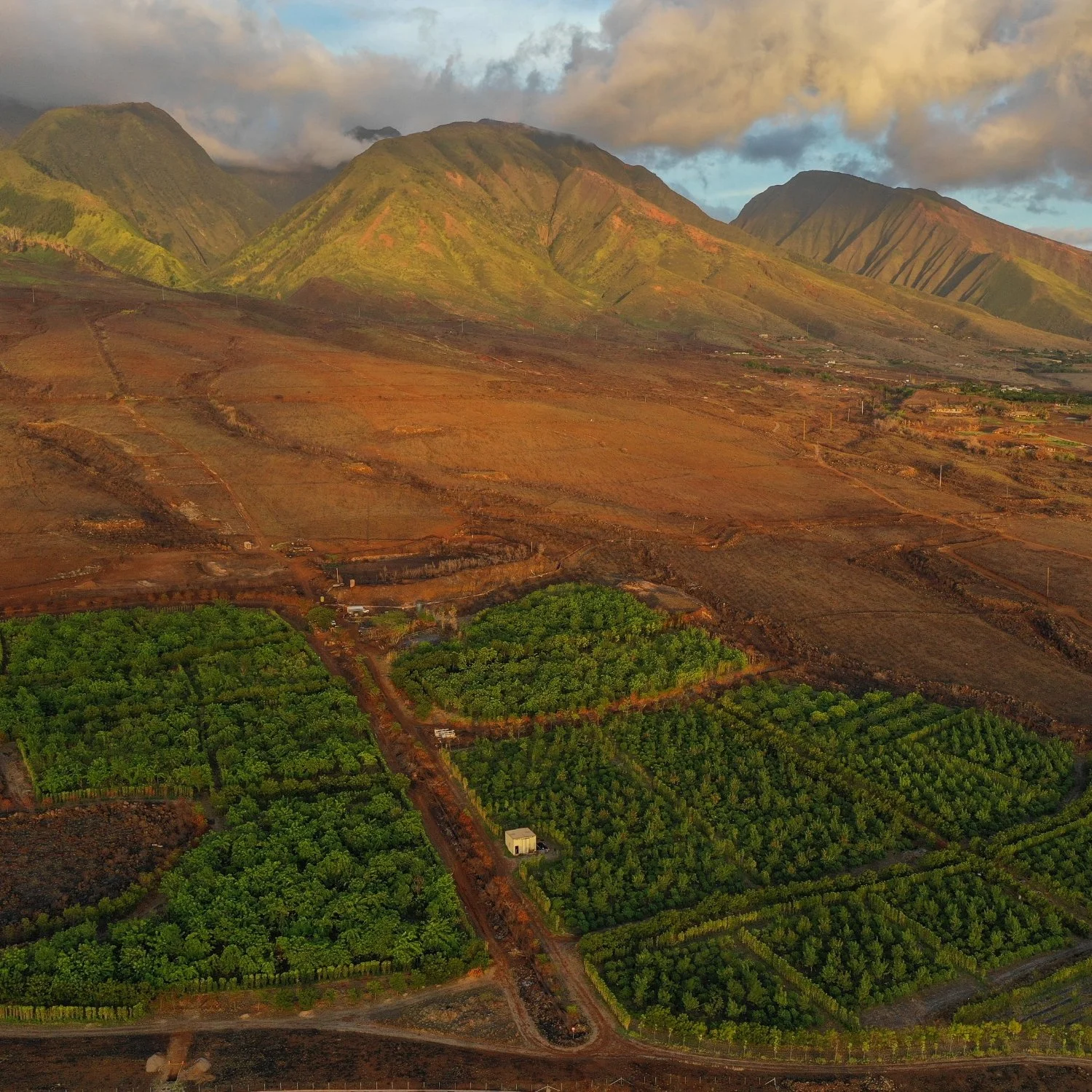 Maui Chocolate Tour