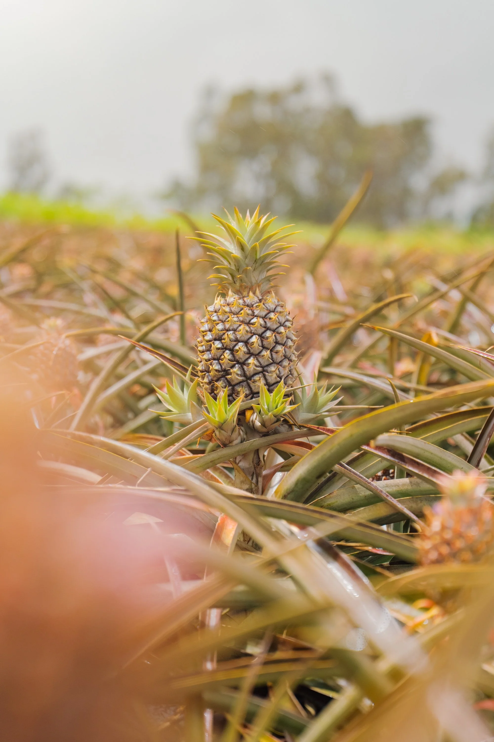 Close-up of a pineapple growing among spiky leaves in a field, with blurred trees in the background.