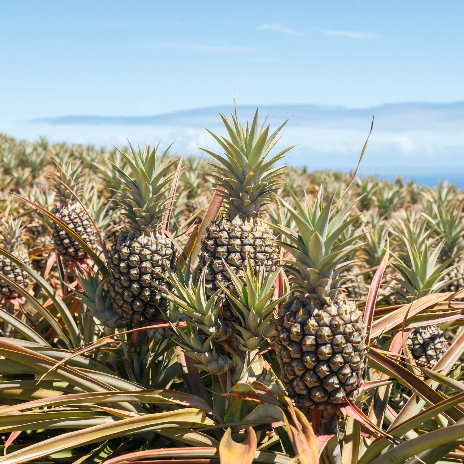 Maui Gold Pineapple Company