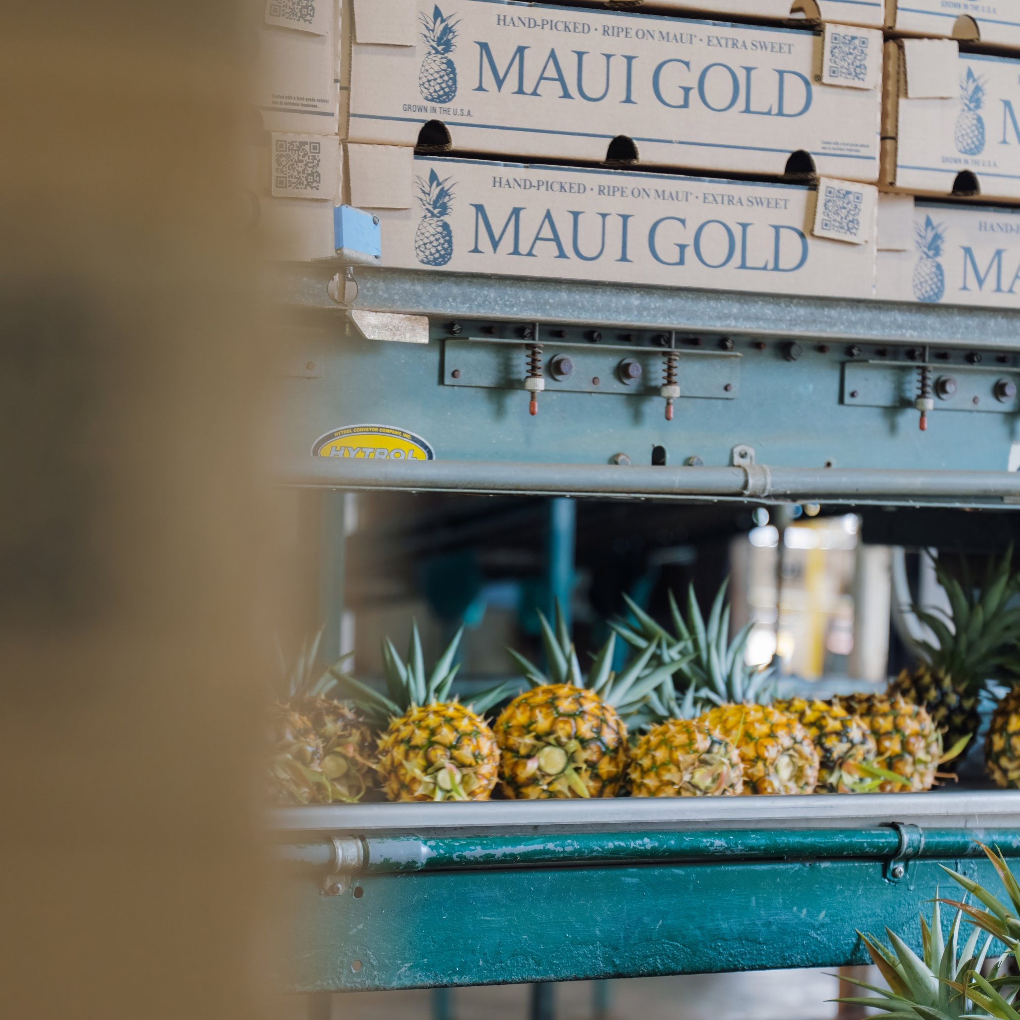 Close-up of stacked boxes of Maui Gold pineapple, labeled as hand-picked, ripe on Maui, and extra sweet, with a pineapple logo and QR codes, against a background of green plants and a metallic structure.