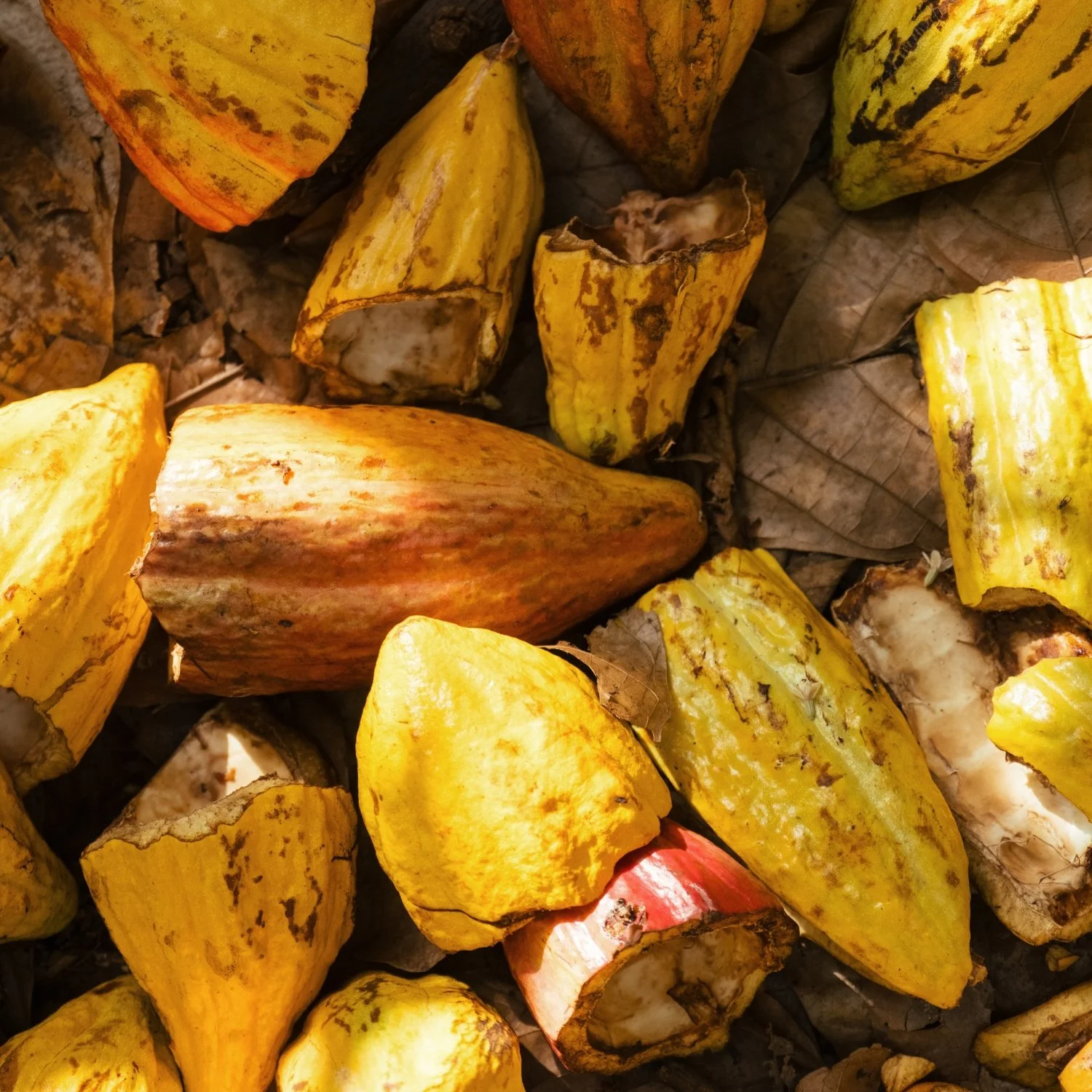 Maui Chocolate Tour