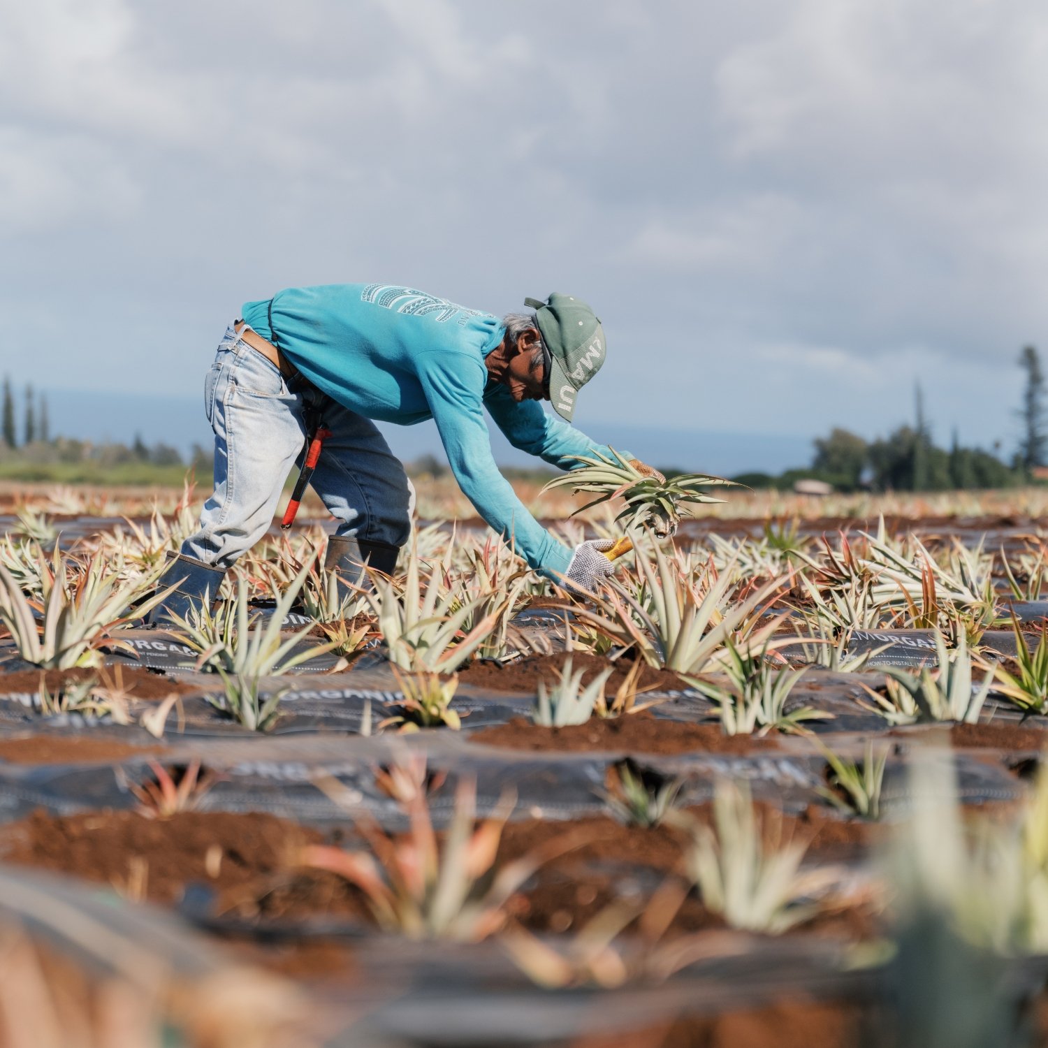 Maui Gold Pineapple Company