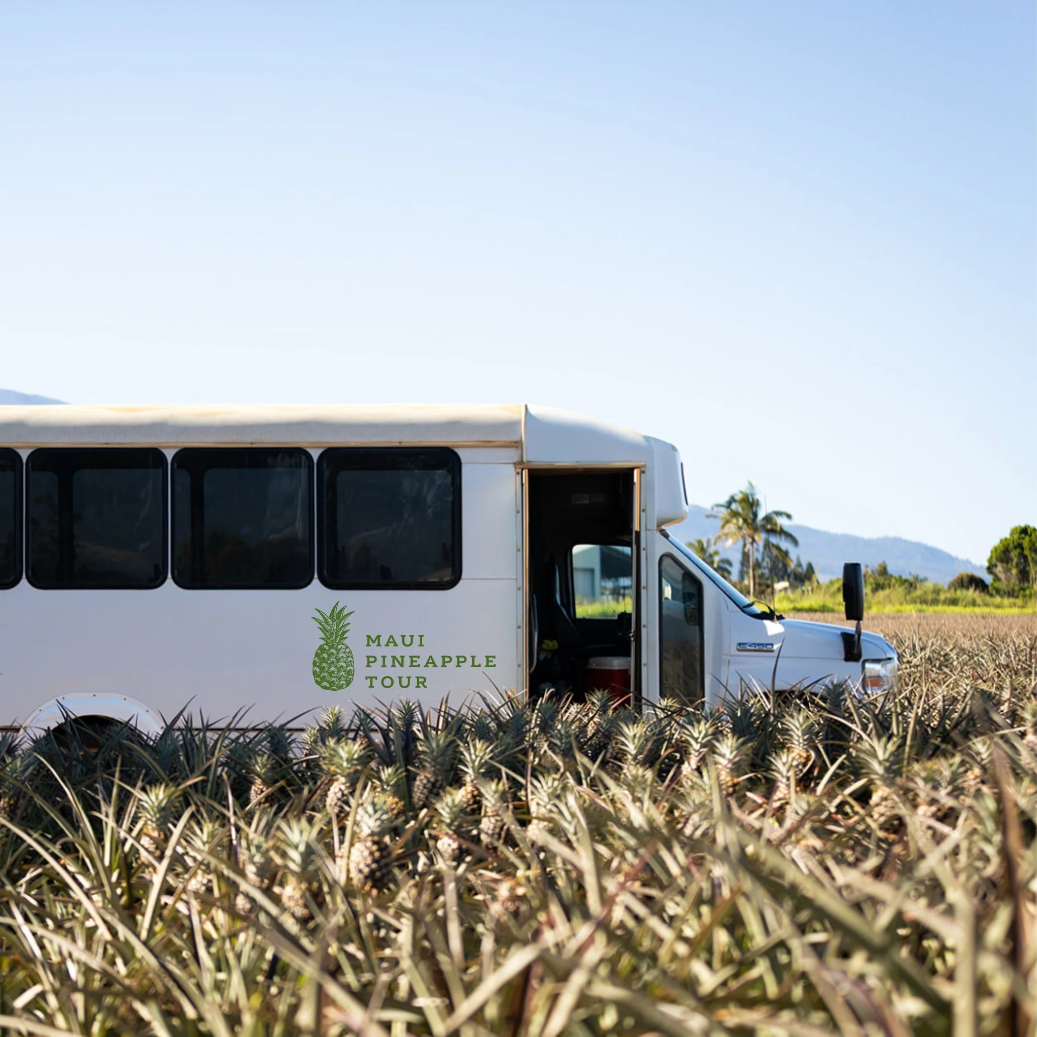 Part of a white bus with black-tinted windows and the text 'Maui Pineapple Tour' along with a pineapple logo, parked in a grassy area with pineapples in the foreground and mountains with palm trees in the background under a clear sky.
